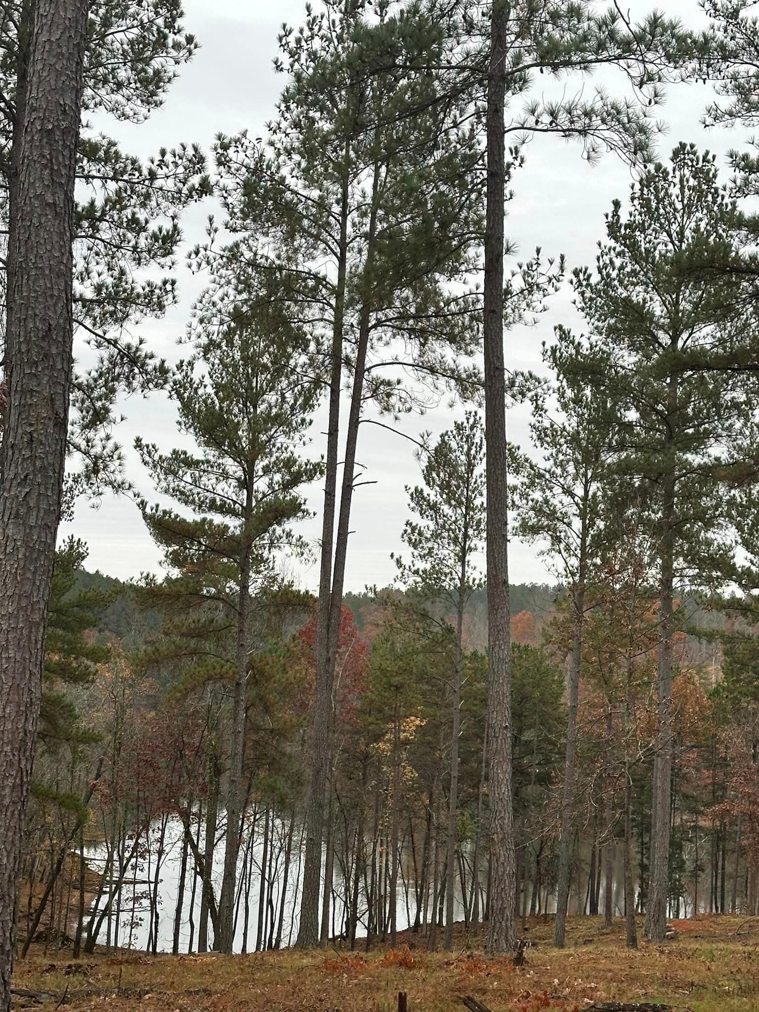 A row of pine trees in a forest with a lake in the background.