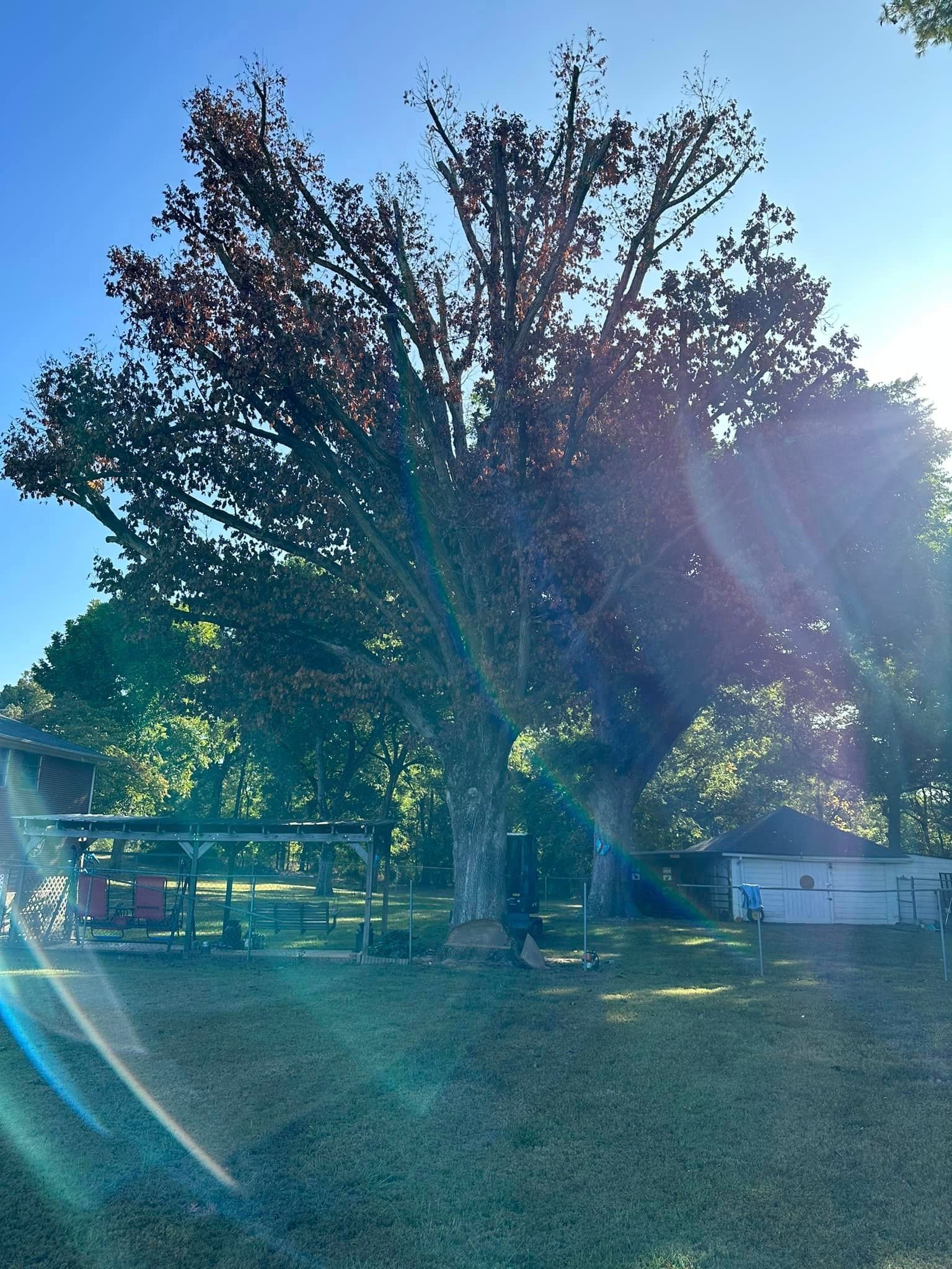 A tree in a park with the sun shining through it