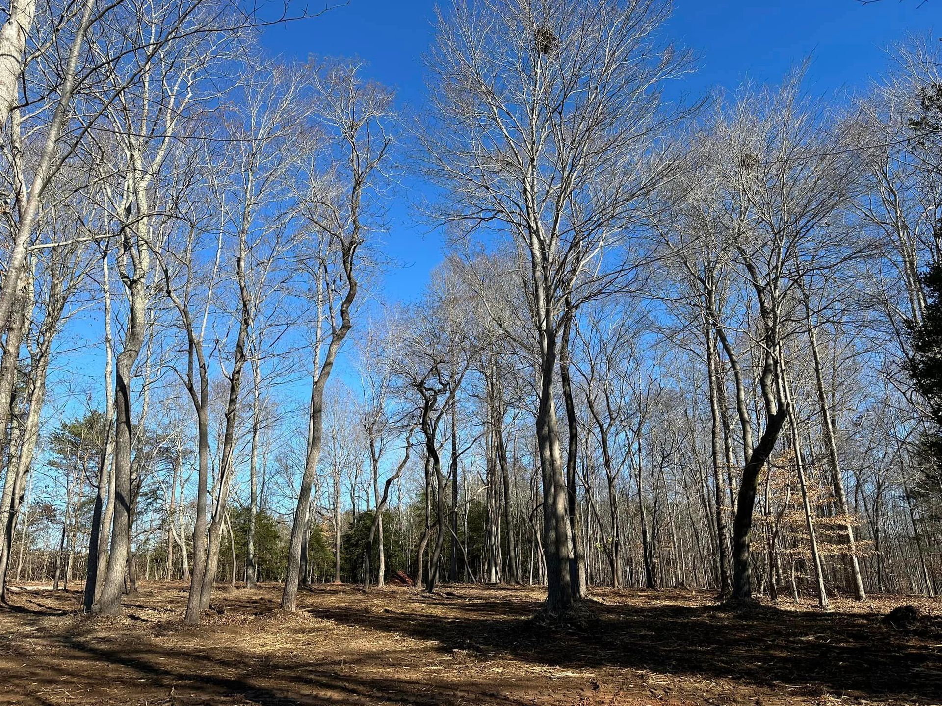 A forest with trees without leaves on a sunny day
