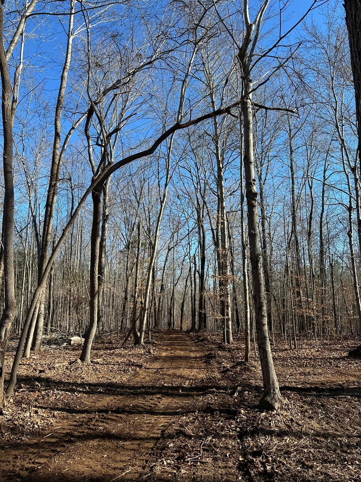 A path in the middle of a forest with trees without leaves on a sunny day.