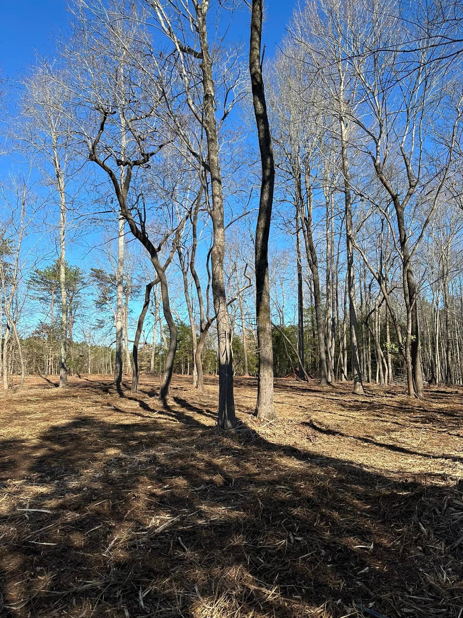 A forest with trees without leaves on a sunny day