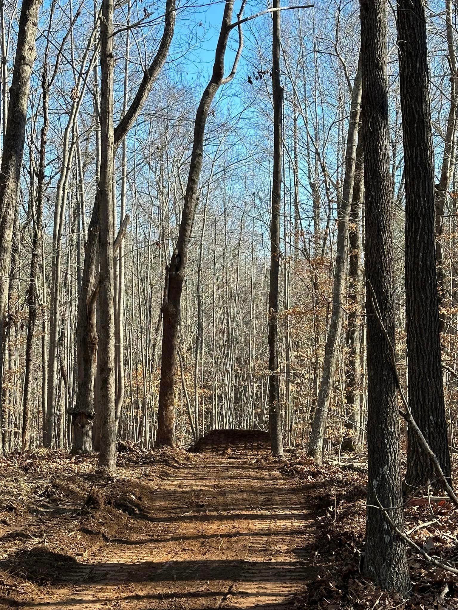 A path in the middle of a forest with trees without leaves on a sunny day.