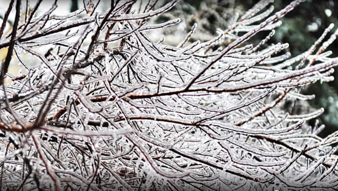 A close up of a tree branch covered in snow.