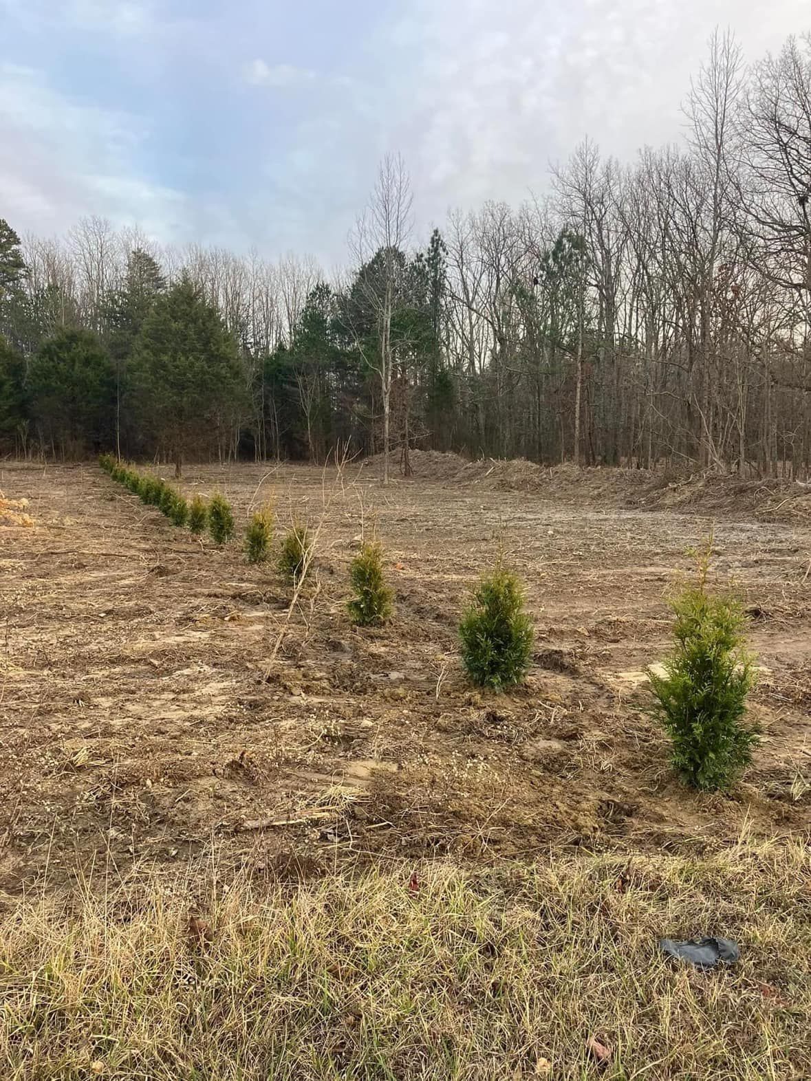 A row of small trees growing in a field next to a forest.