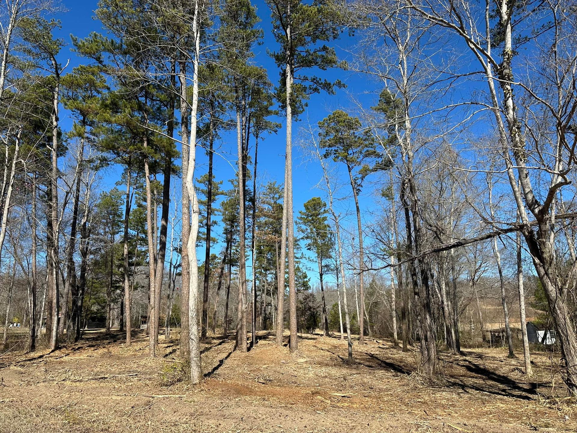 A forest with trees without leaves and a blue sky in the background.