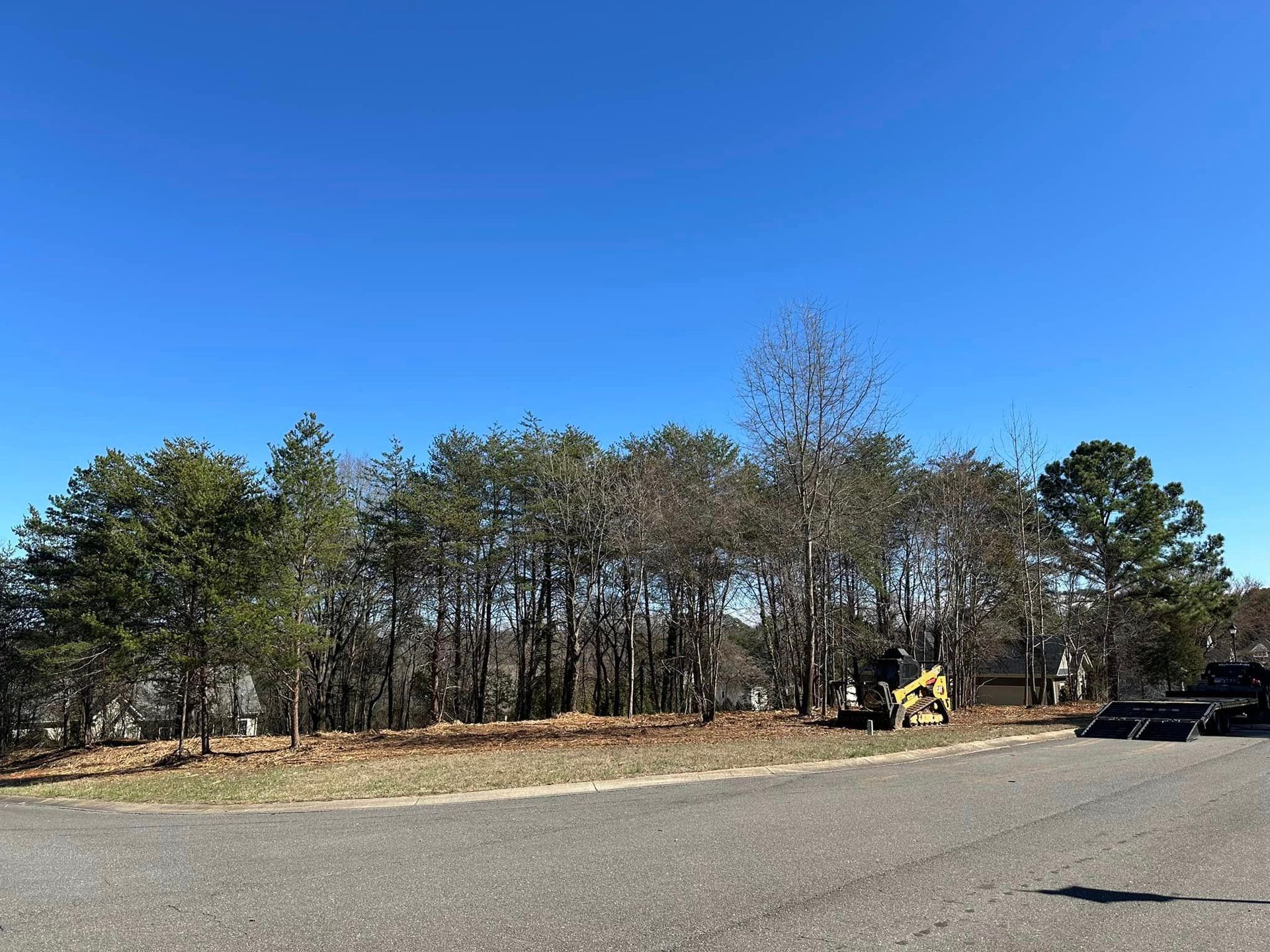 A lot of trees are lined up on the side of a road.