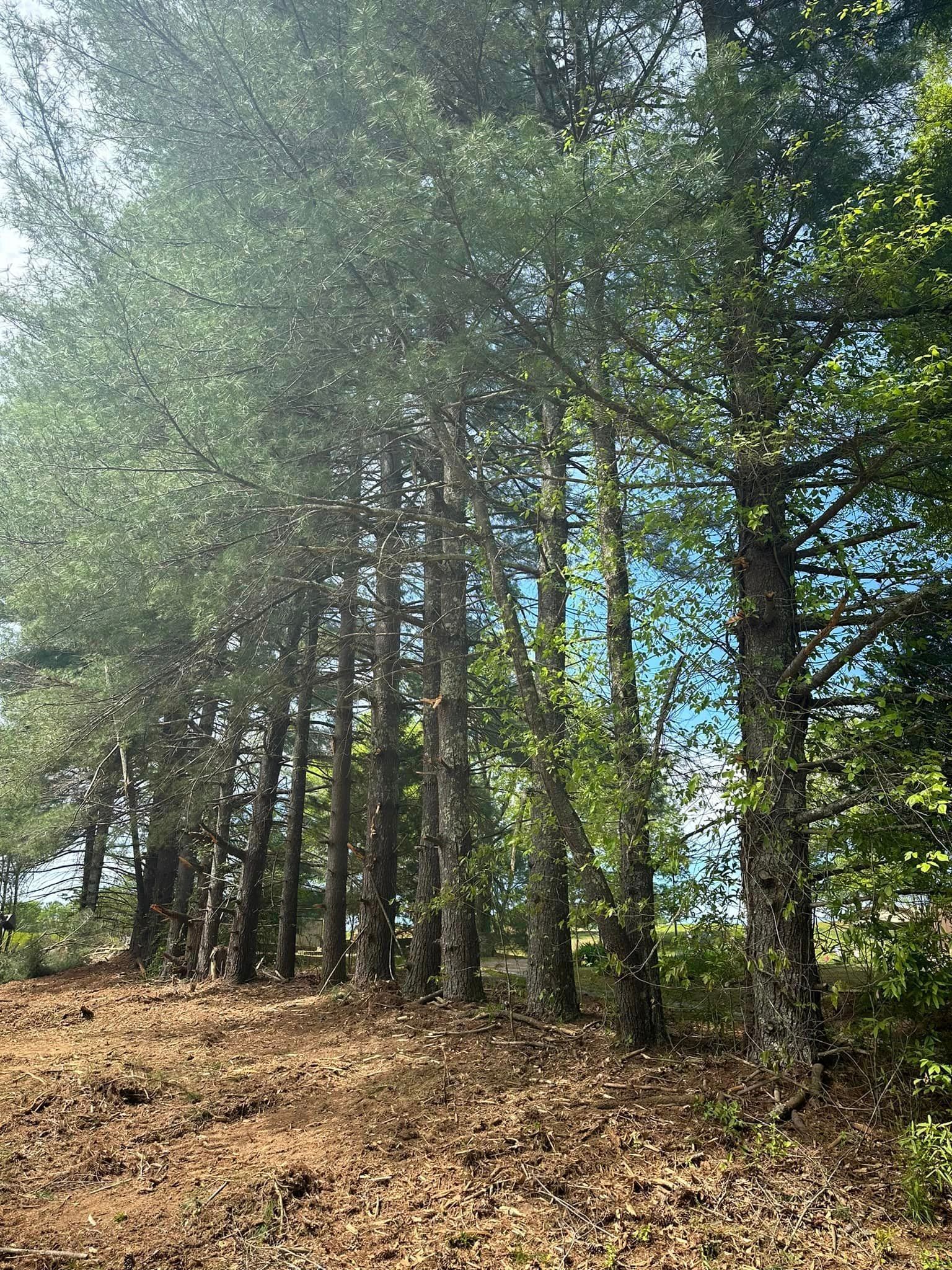 A row of pine trees in a forest on a sunny day.