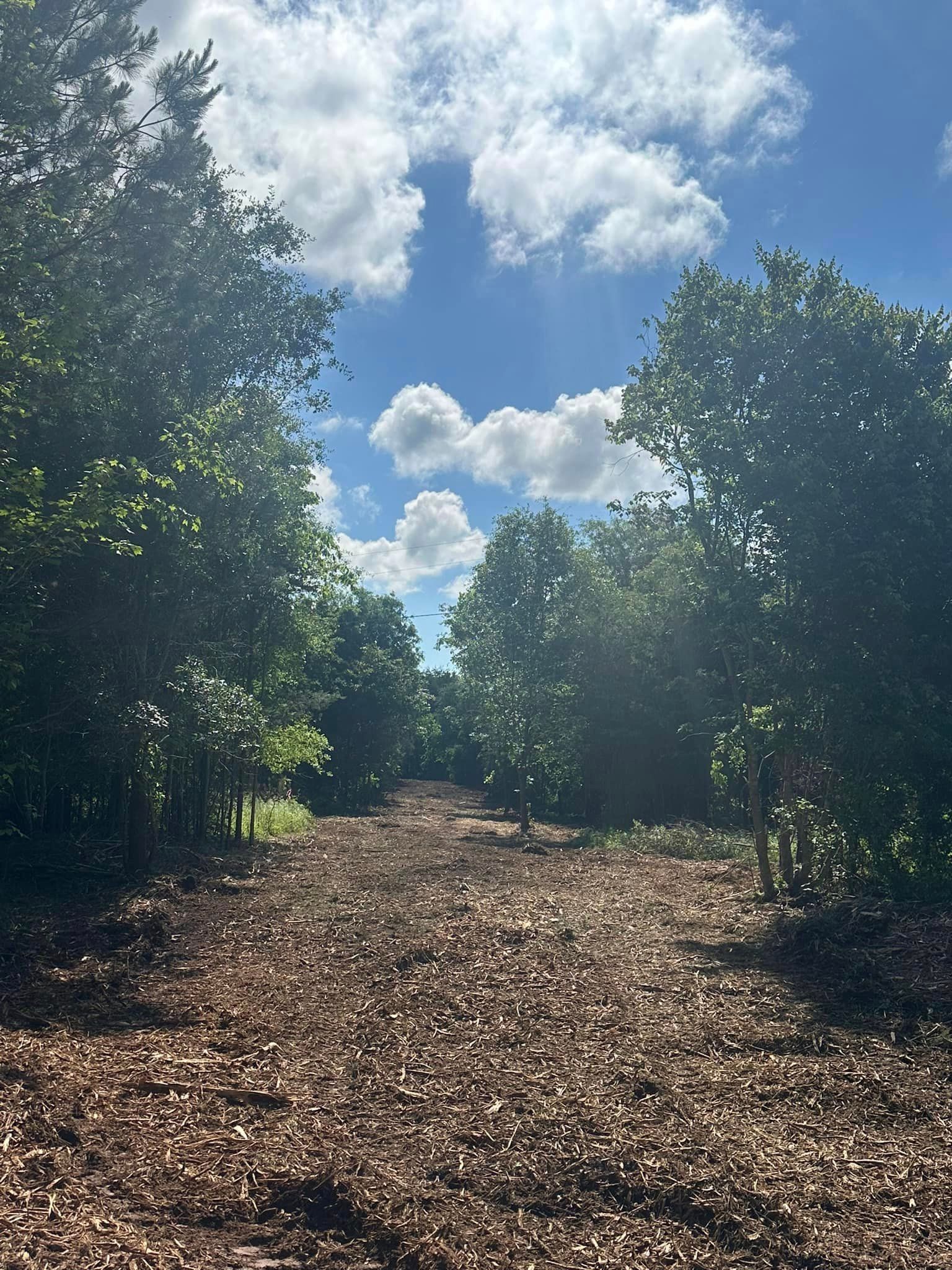 A dirt road surrounded by trees on a sunny day