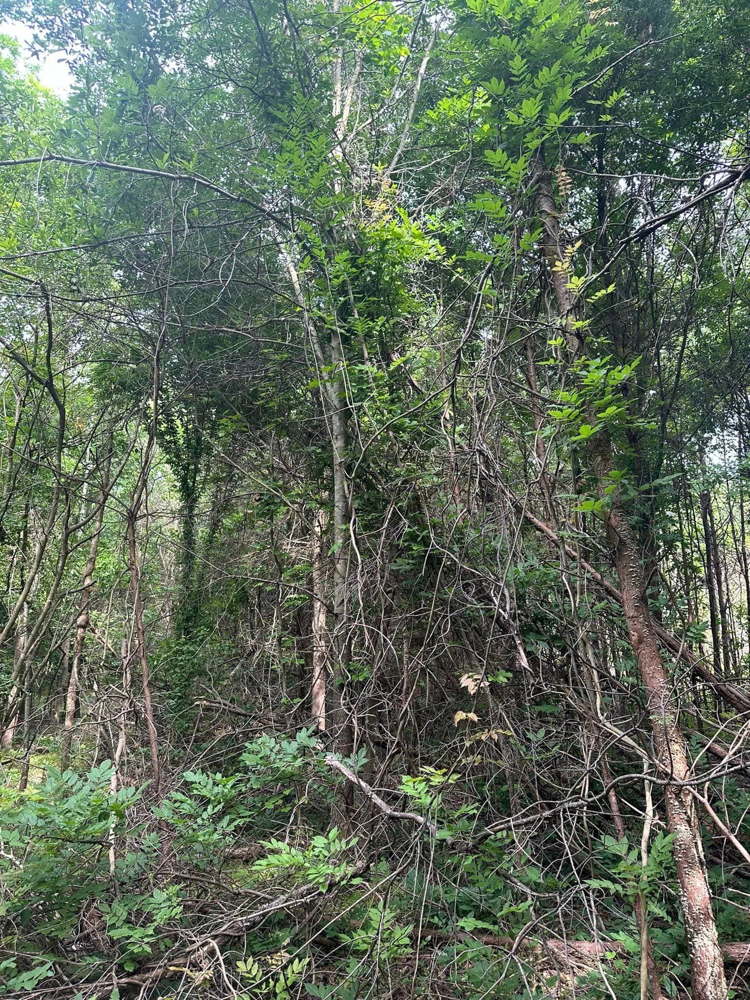 A forest filled with lots of trees and shrubs.