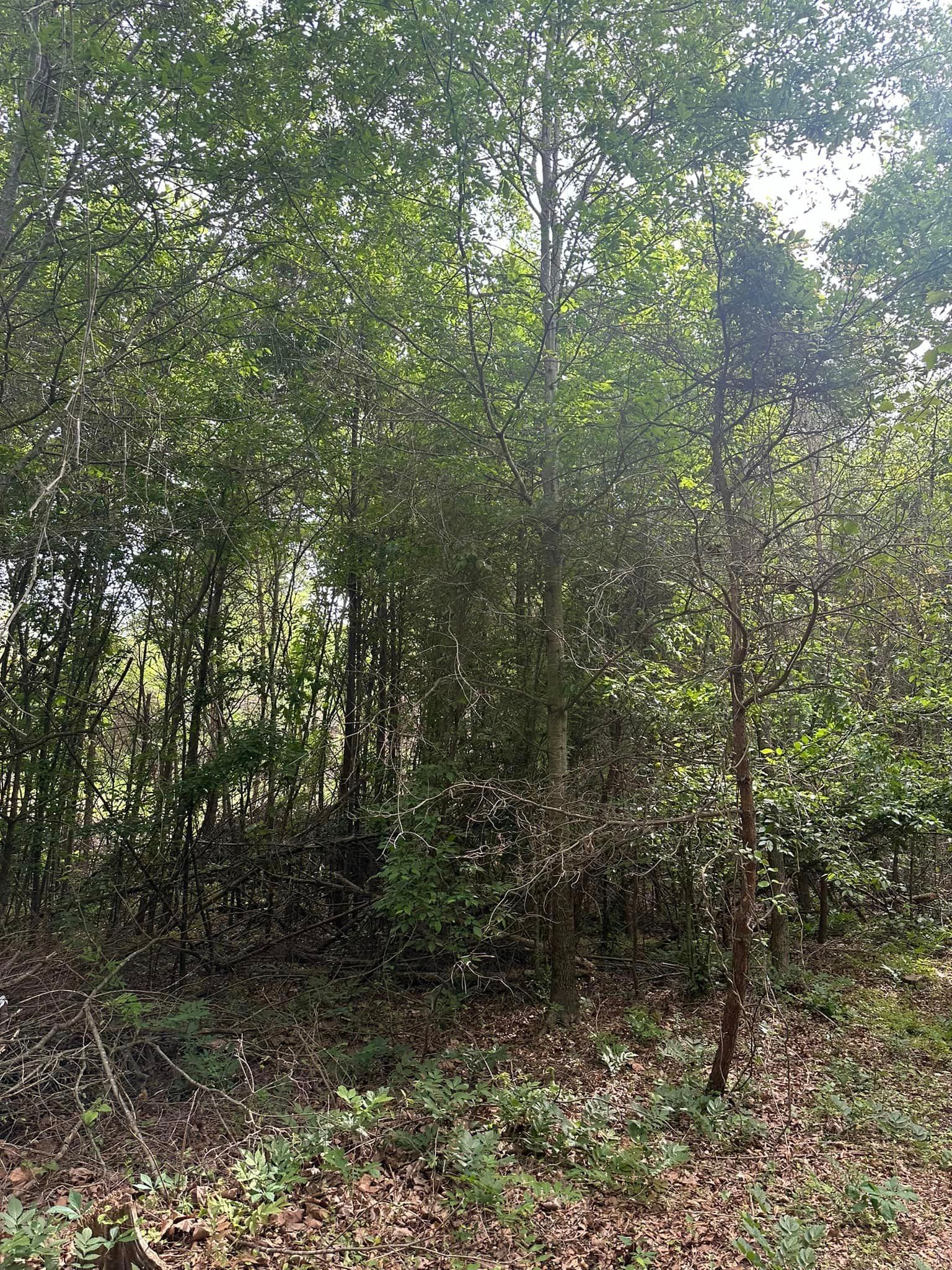 A lush green forest with lots of trees and leaves