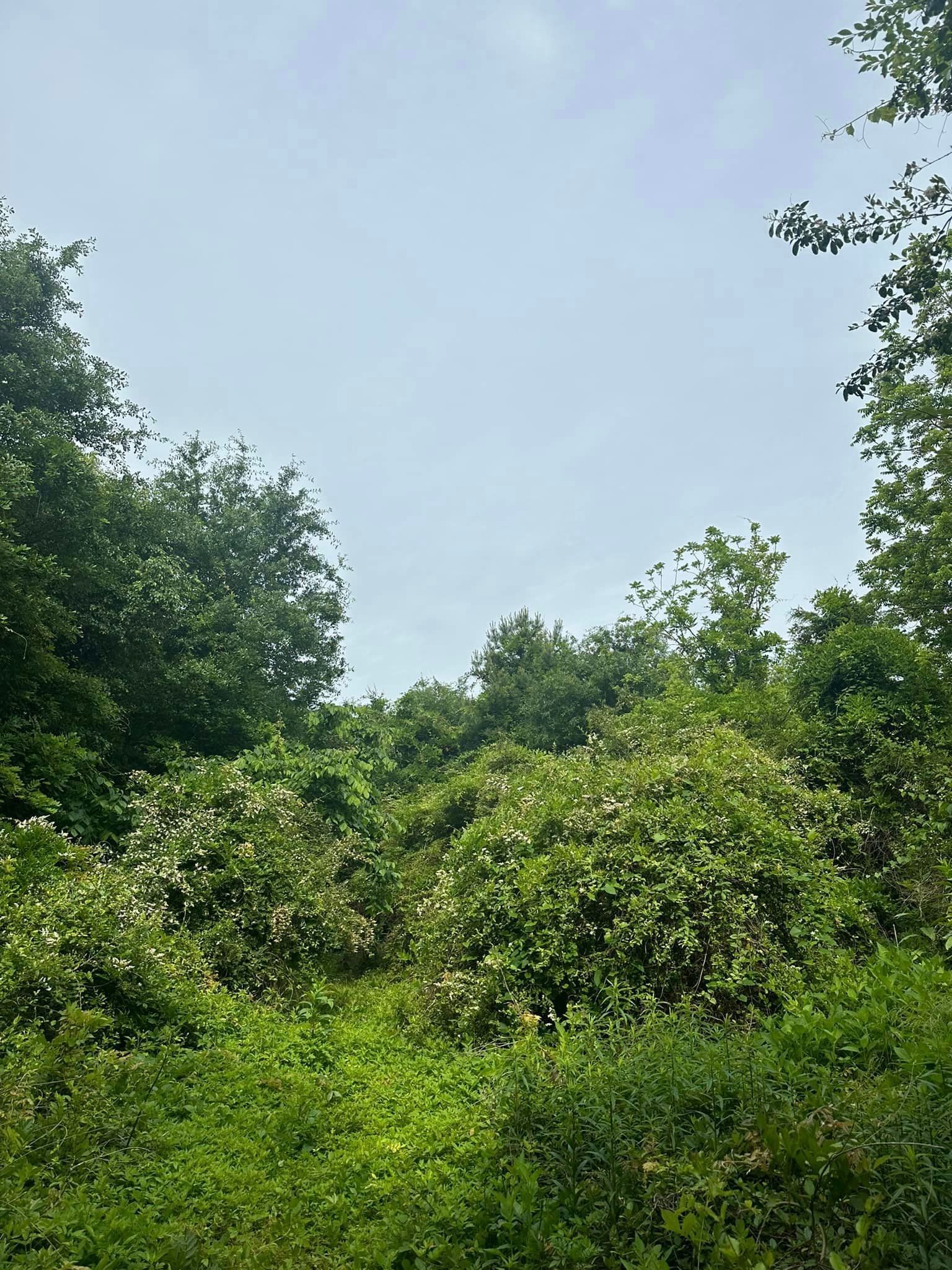 A lush green forest with trees and bushes against a blue sky