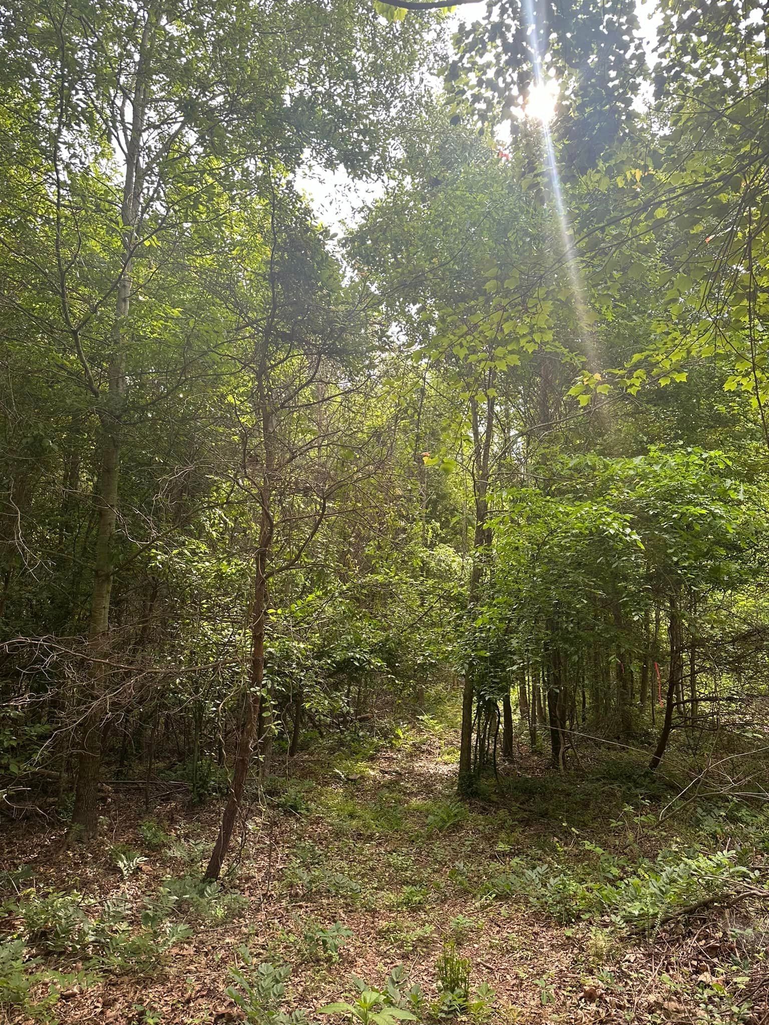 The sun is shining through the trees in the woods.
