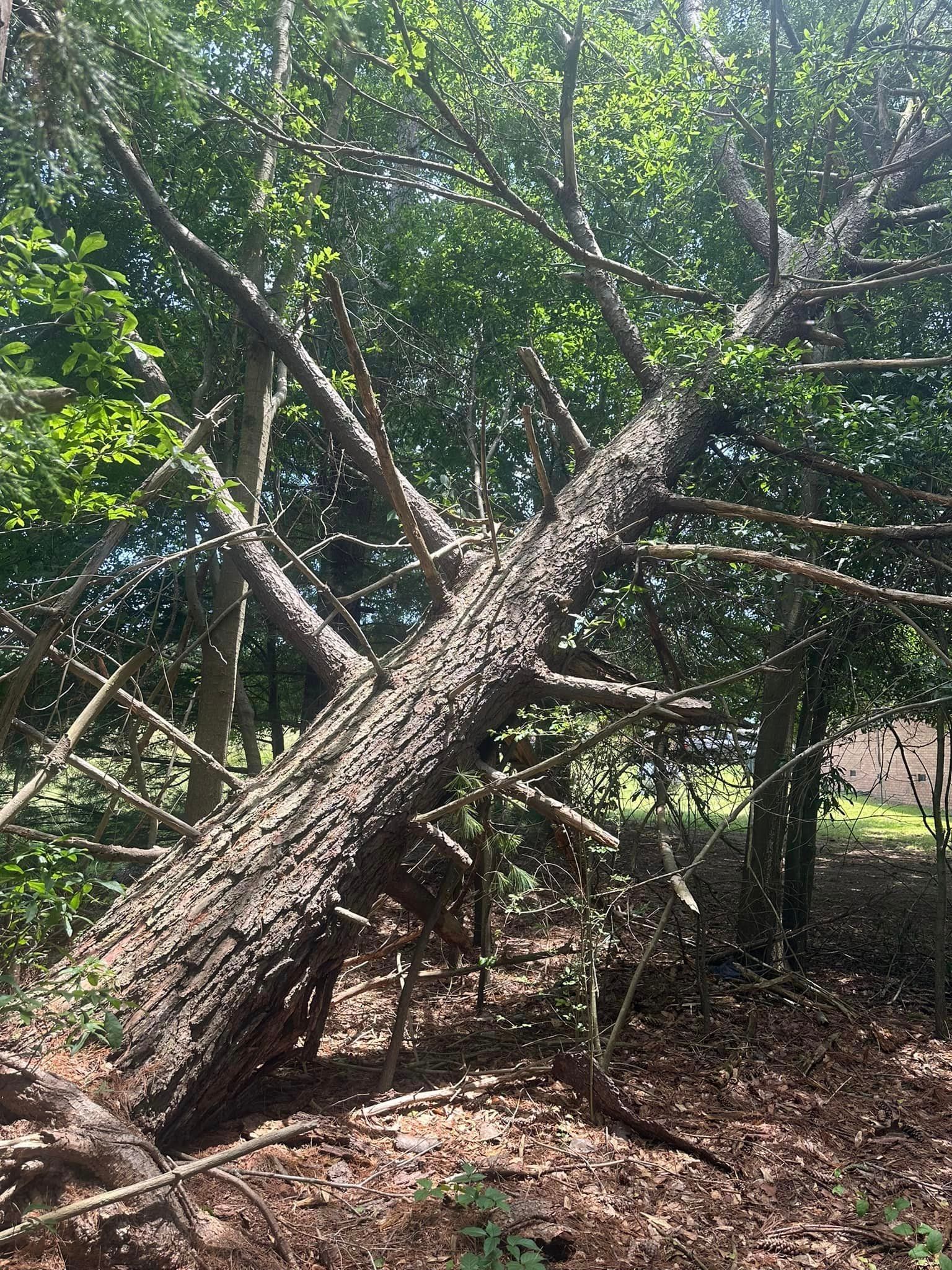 A large fallen tree in the middle of a forest.