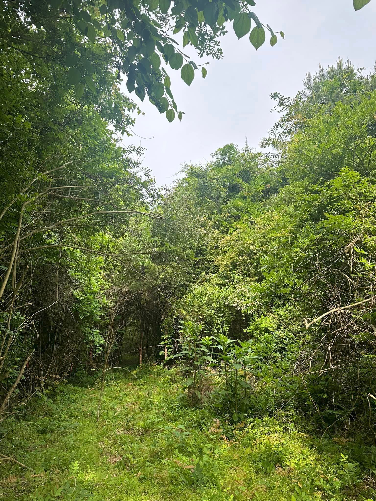 A path in the middle of a forest surrounded by trees and grass.