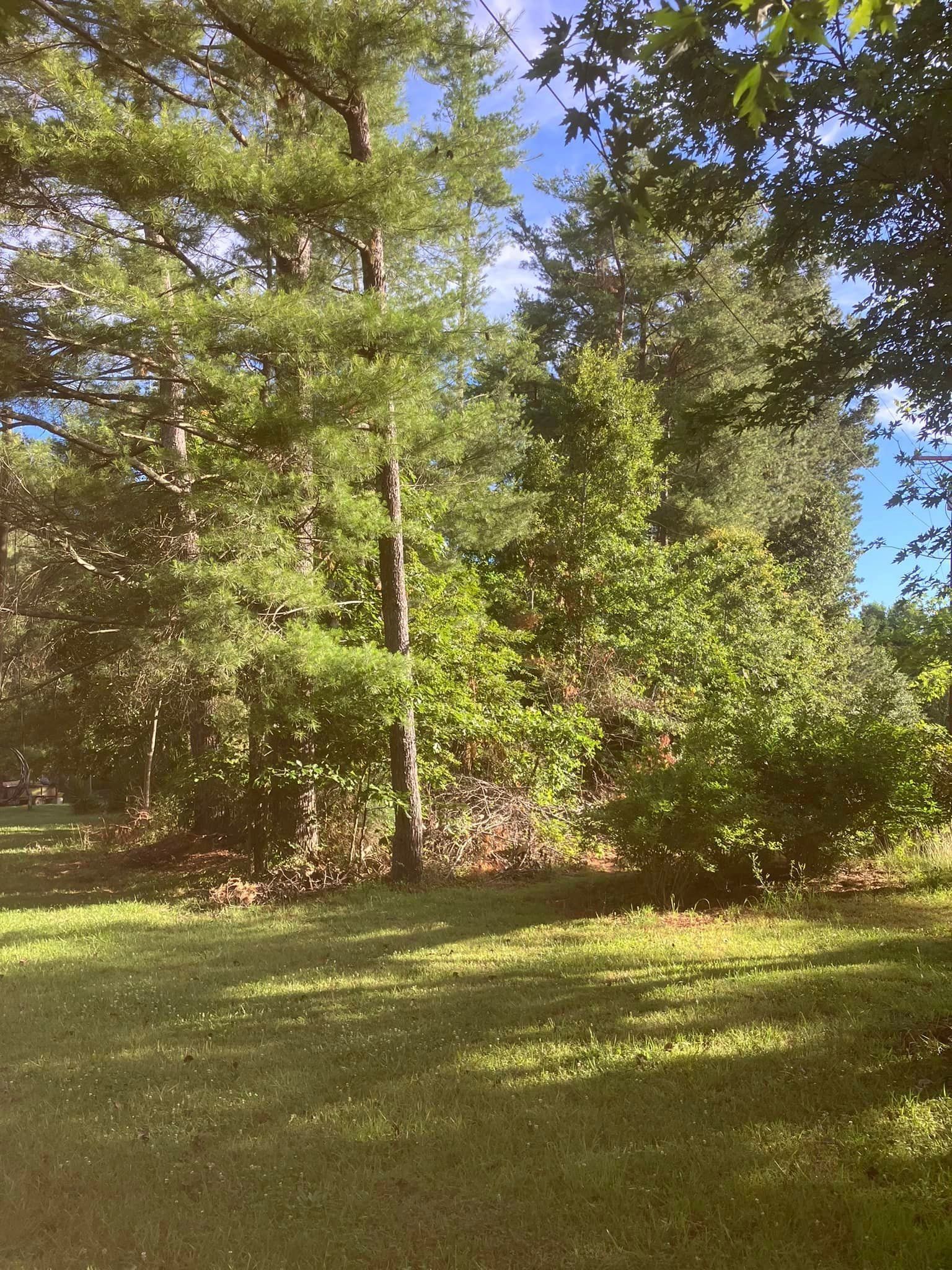 A lush green field surrounded by trees on a sunny day.