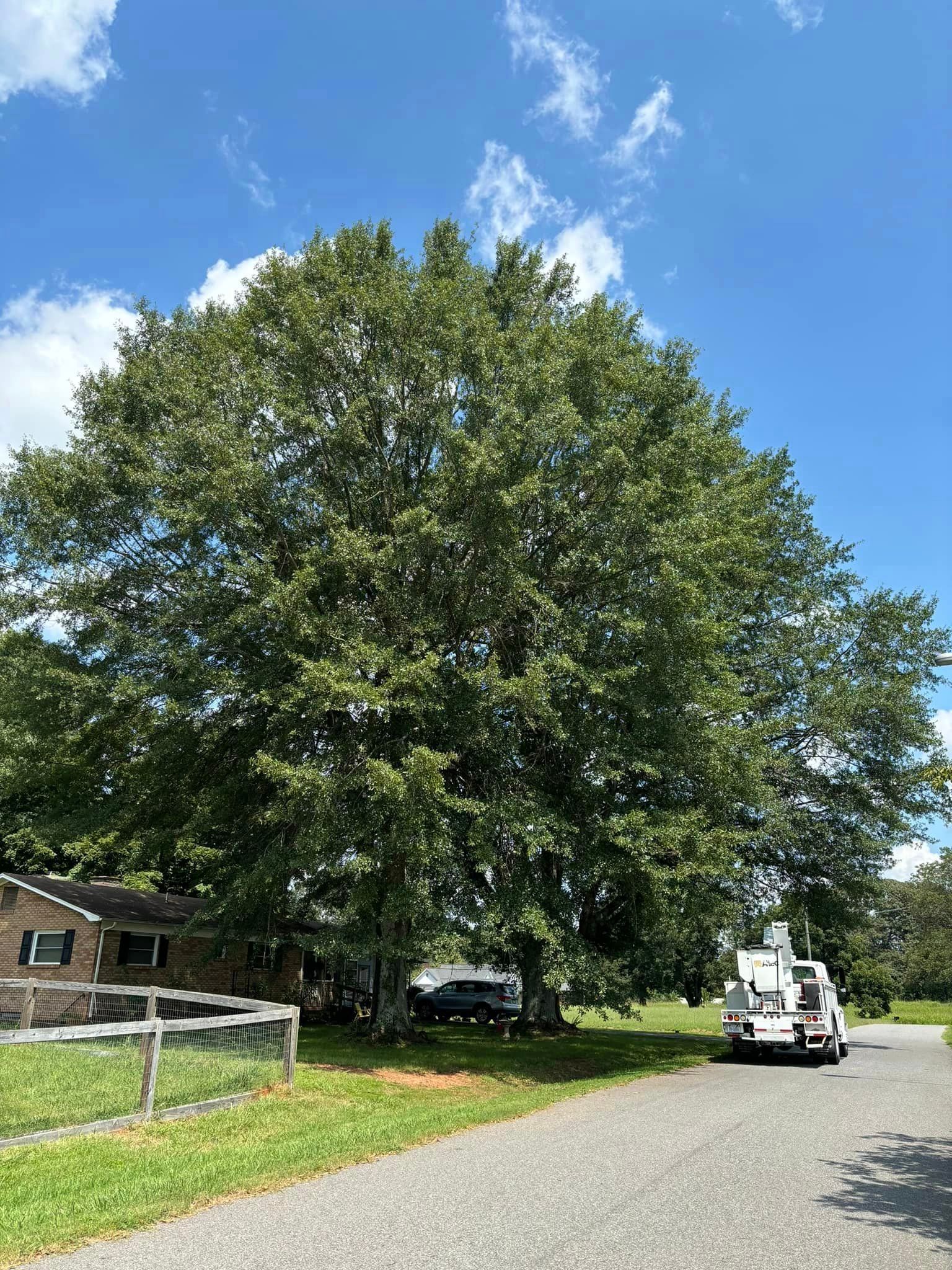 A large tree is sitting on the side of a road next to a house.