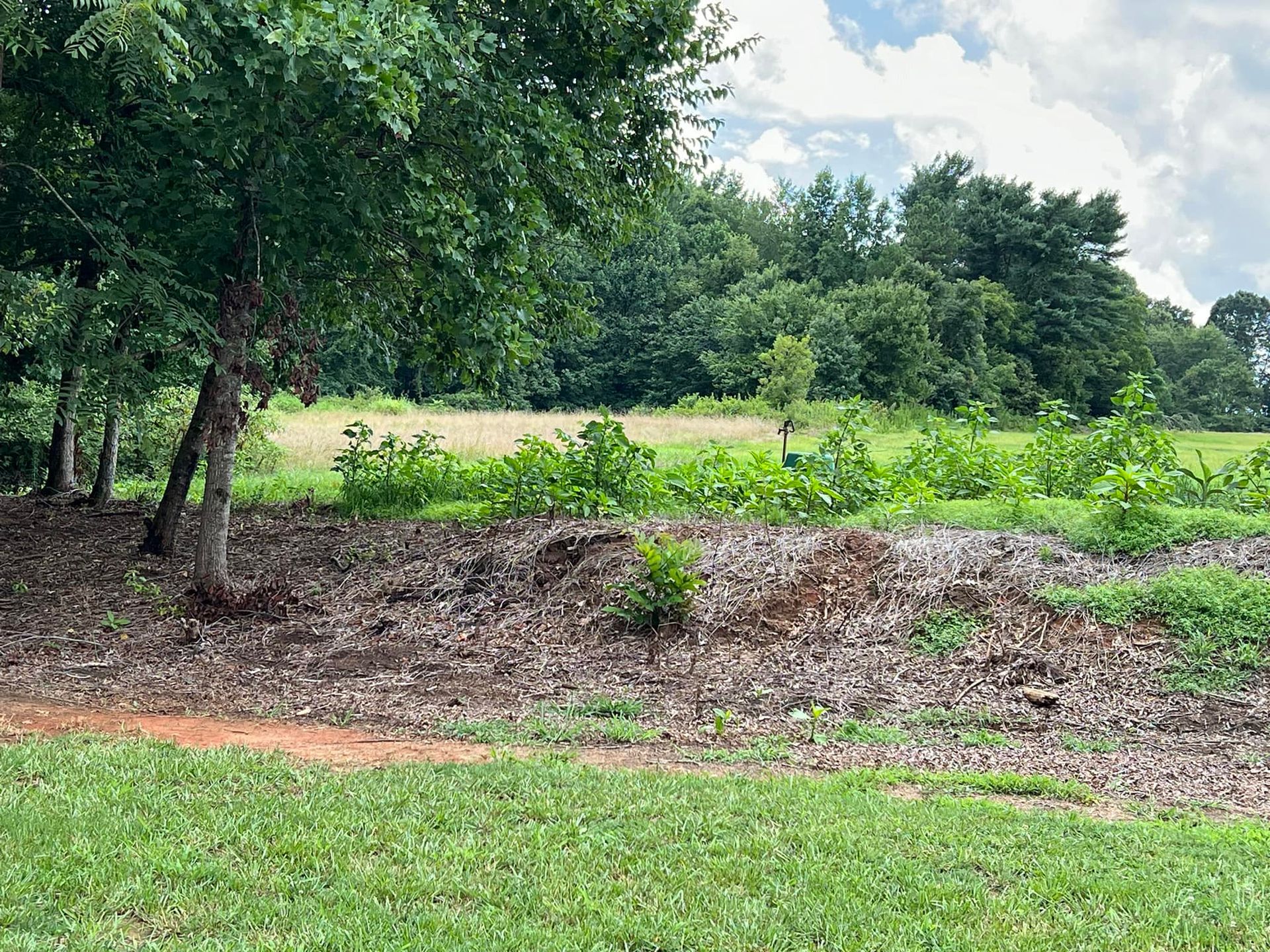 A lush green field with trees and dirt in the foreground and a field in the background.