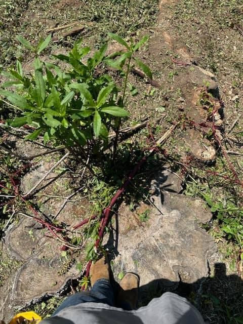 A person is standing on a rock next to a small plant.