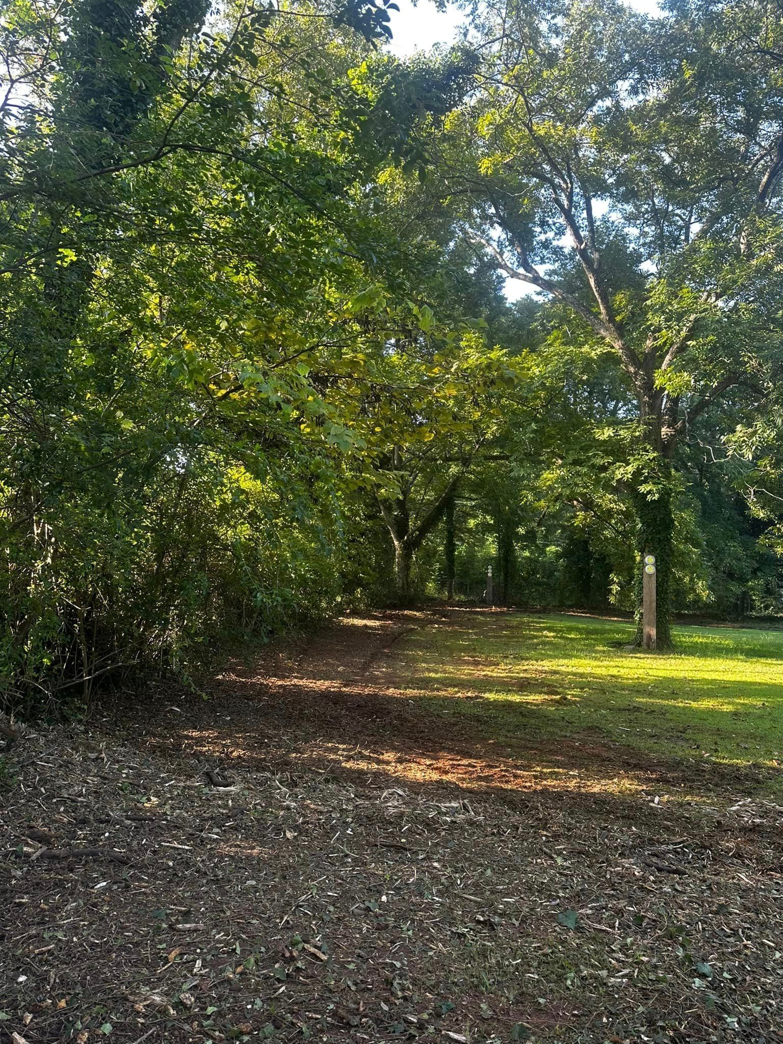 A path in the middle of a forest with trees and leaves on the ground.