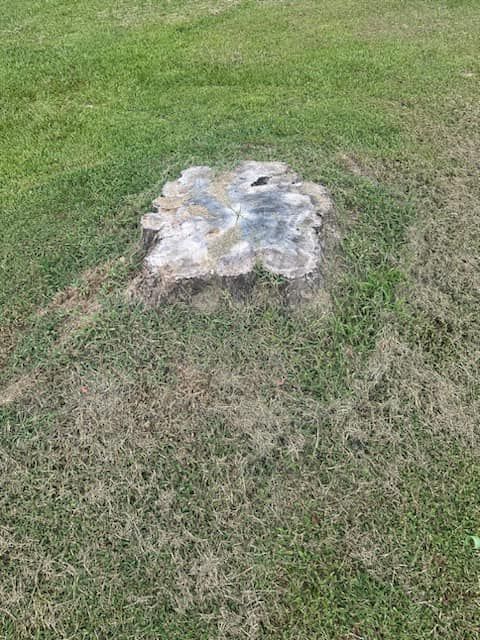 A stump in the middle of a lush green field.