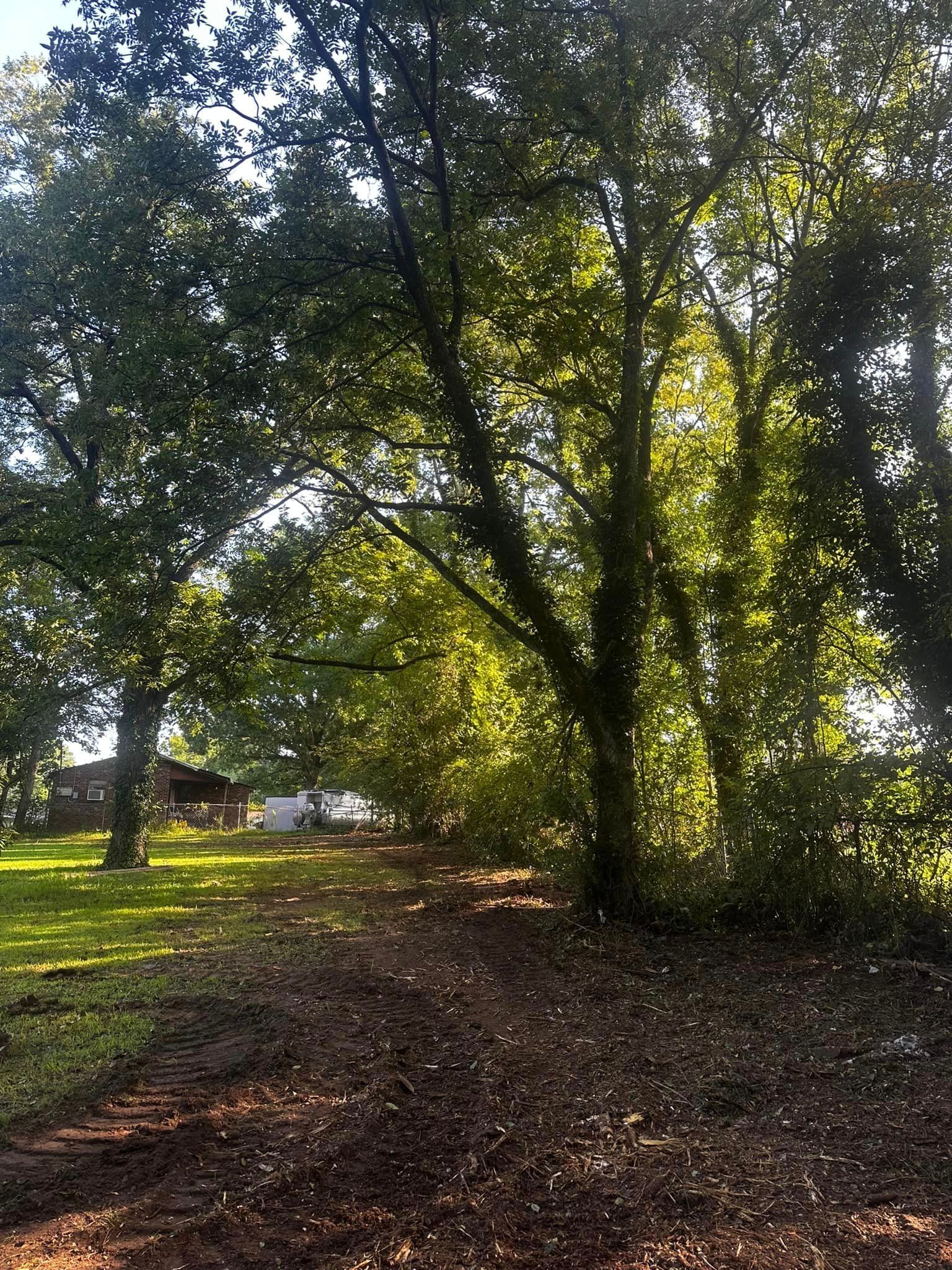 A horse is standing in a field surrounded by trees.
