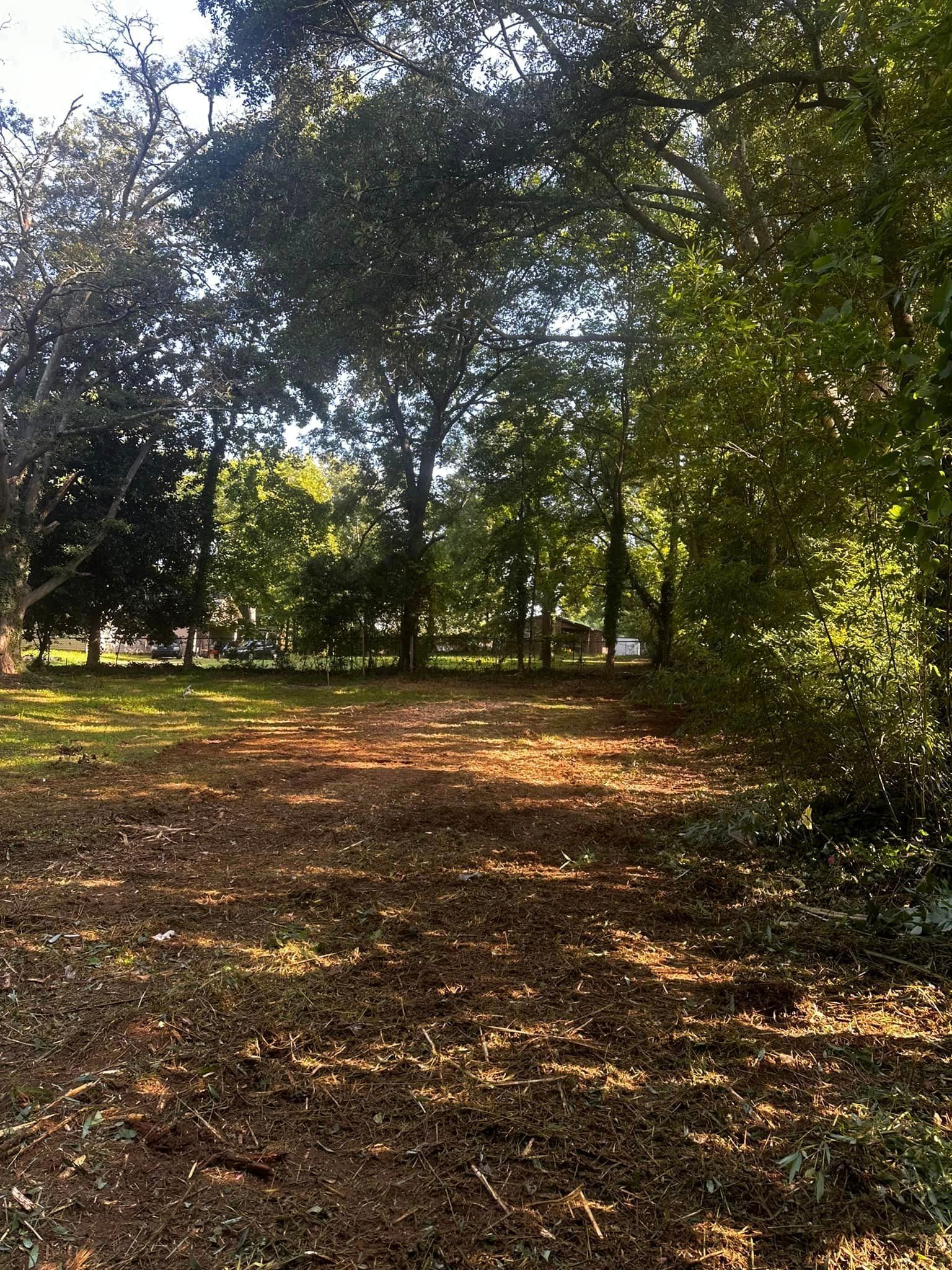 A lush green forest with trees and leaves on the ground