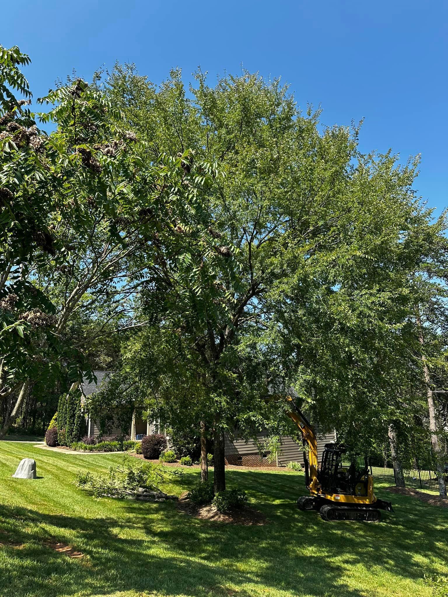 A large tree is sitting in the middle of a lush green field.