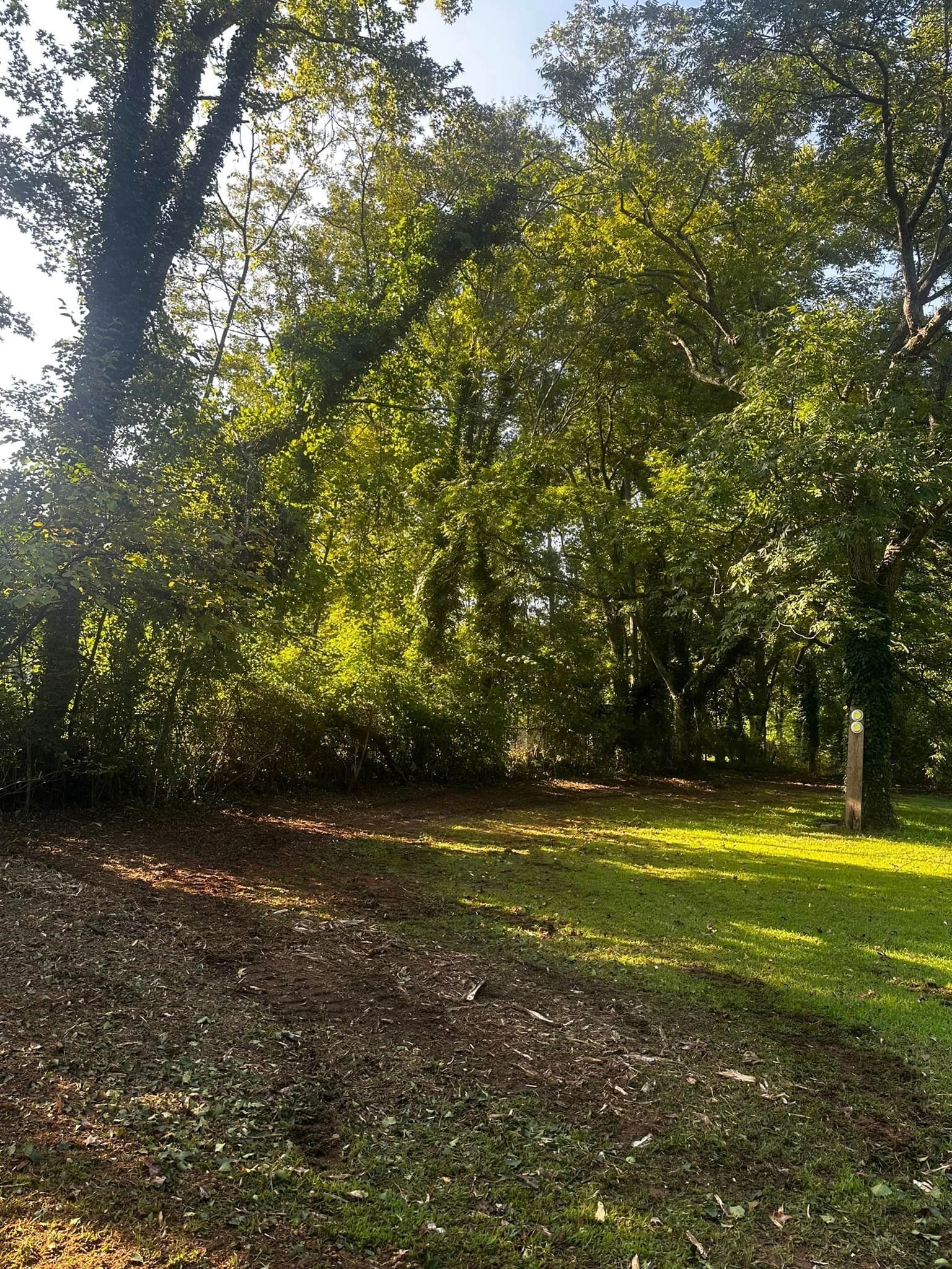 A lush green forest with lots of trees and leaves on the ground.