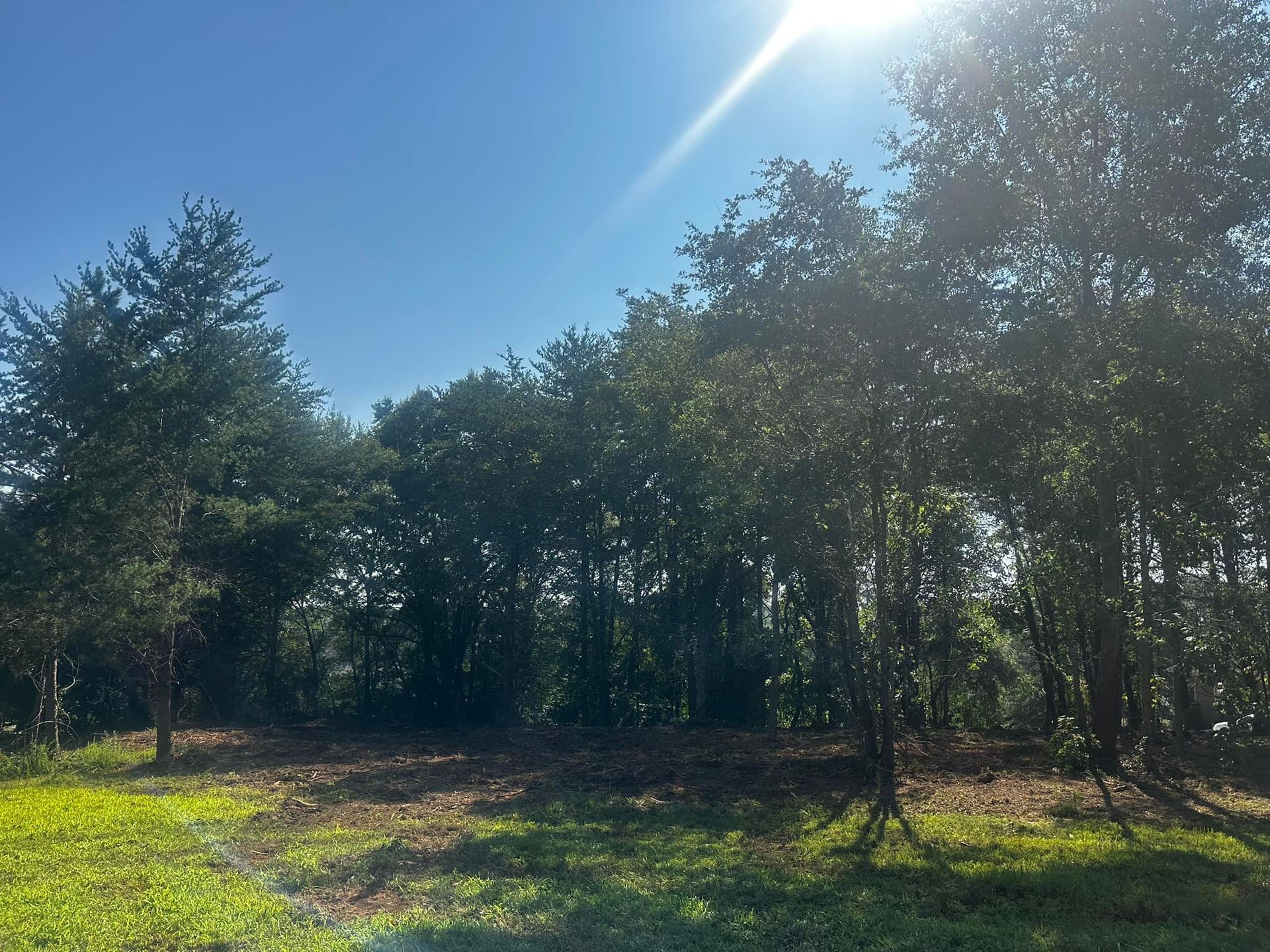 The sun is shining through the trees on a sunny day