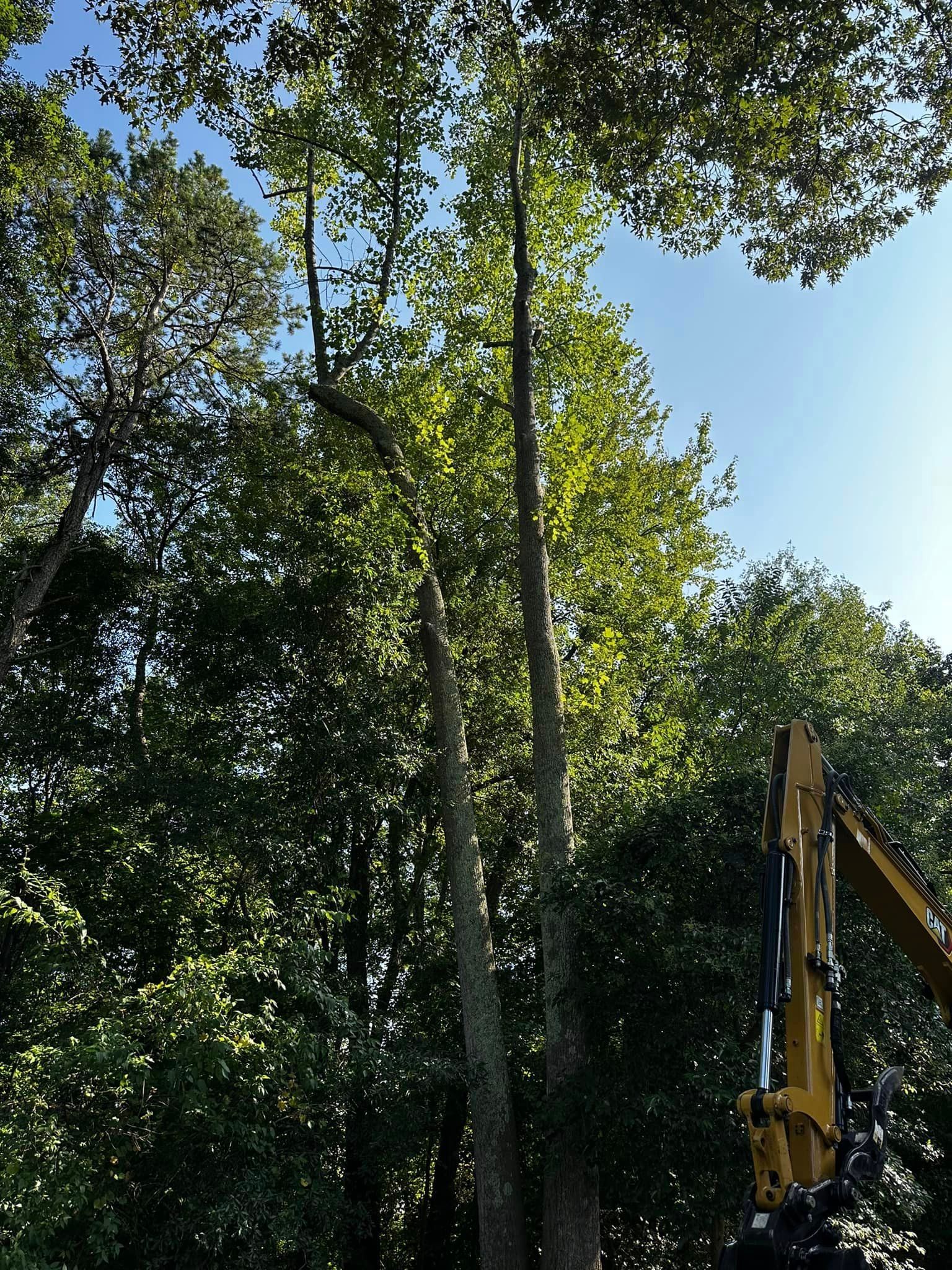 A yellow excavator is cutting down a tree in the woods.