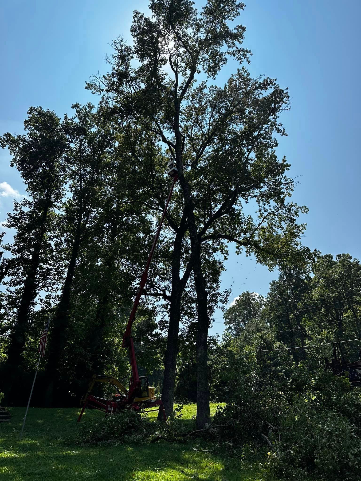 The sun is shining through the branches of a tree