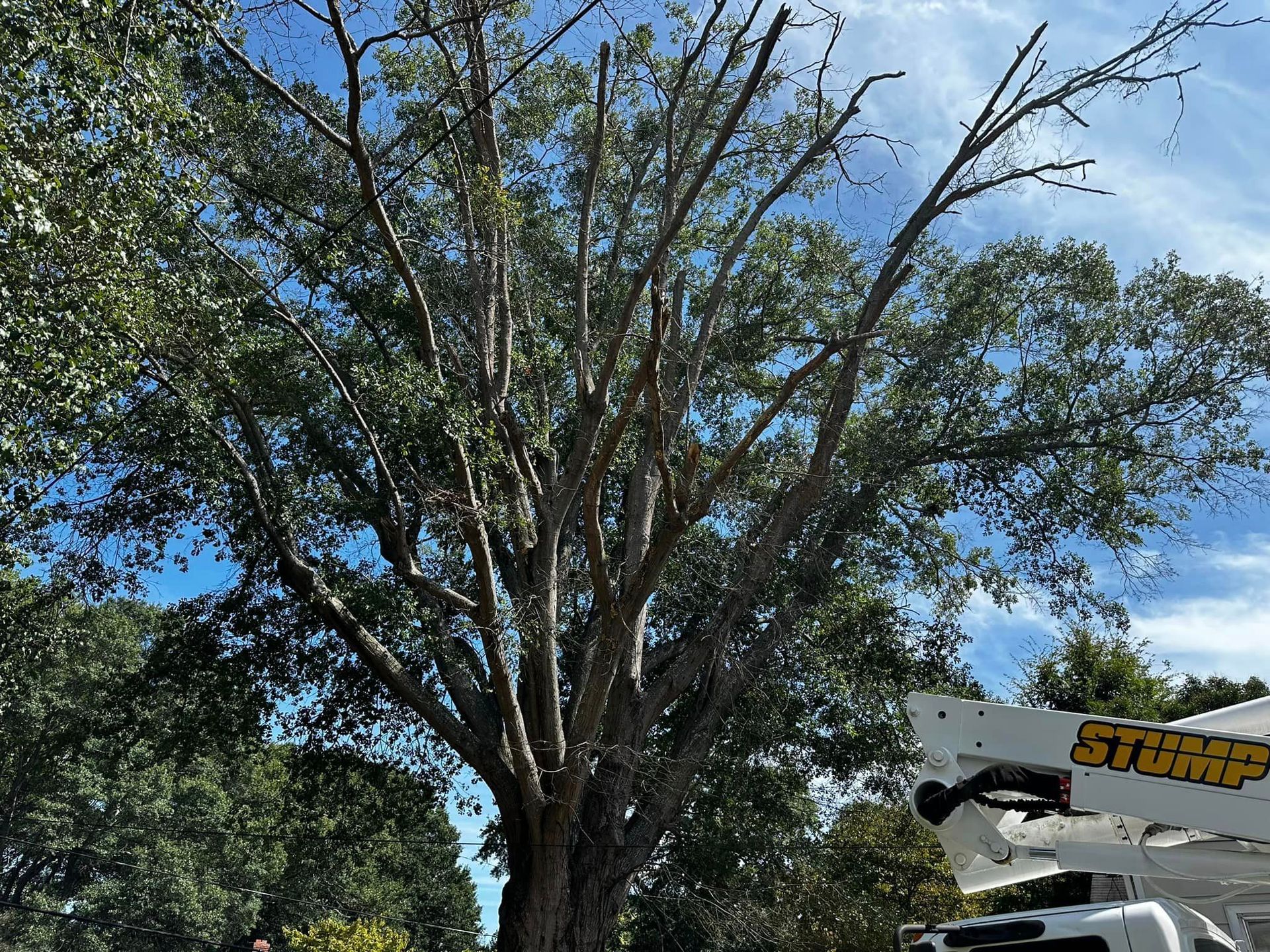 A large tree is being cut down by a crane.