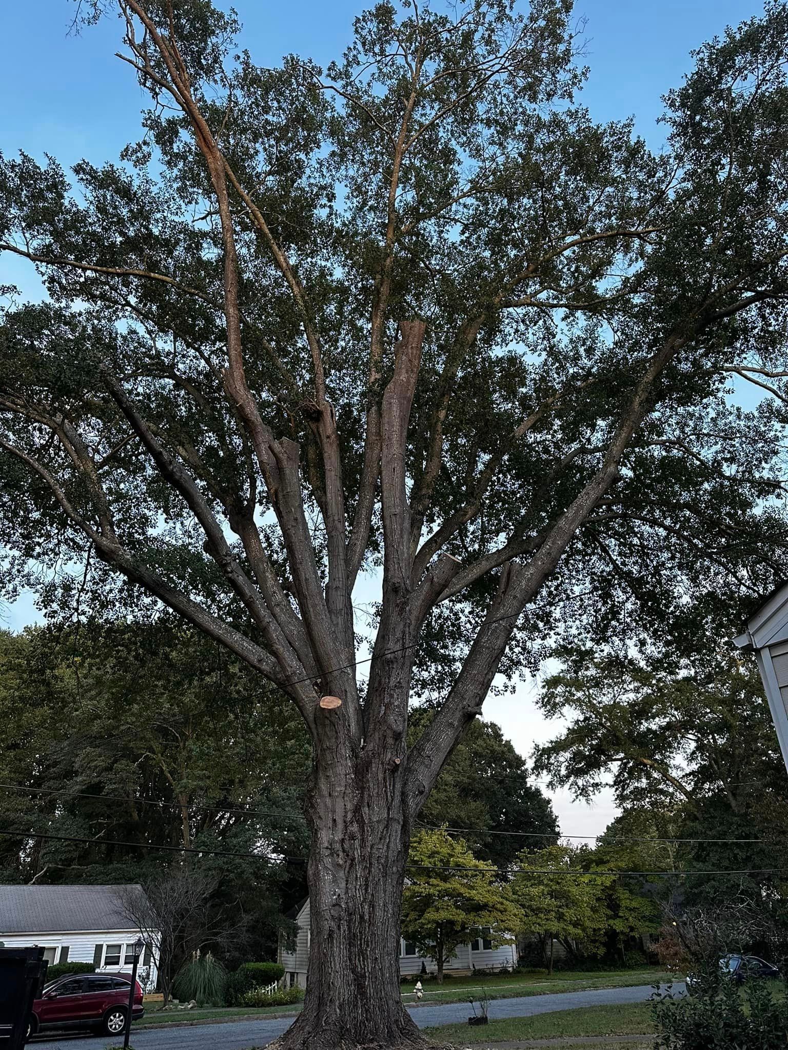 A large tree with lots of branches is in front of a house