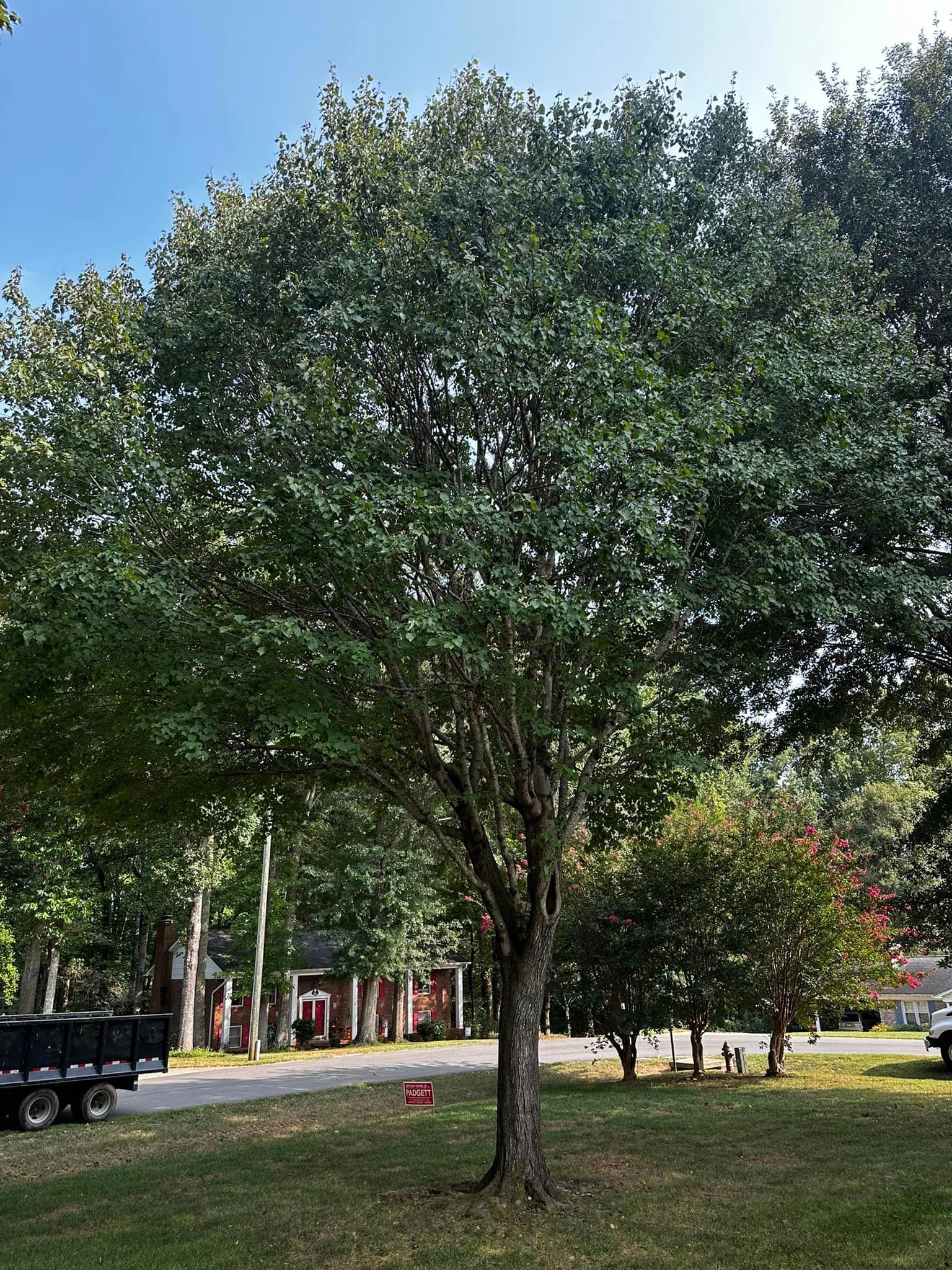 There is a large tree in the middle of a park.