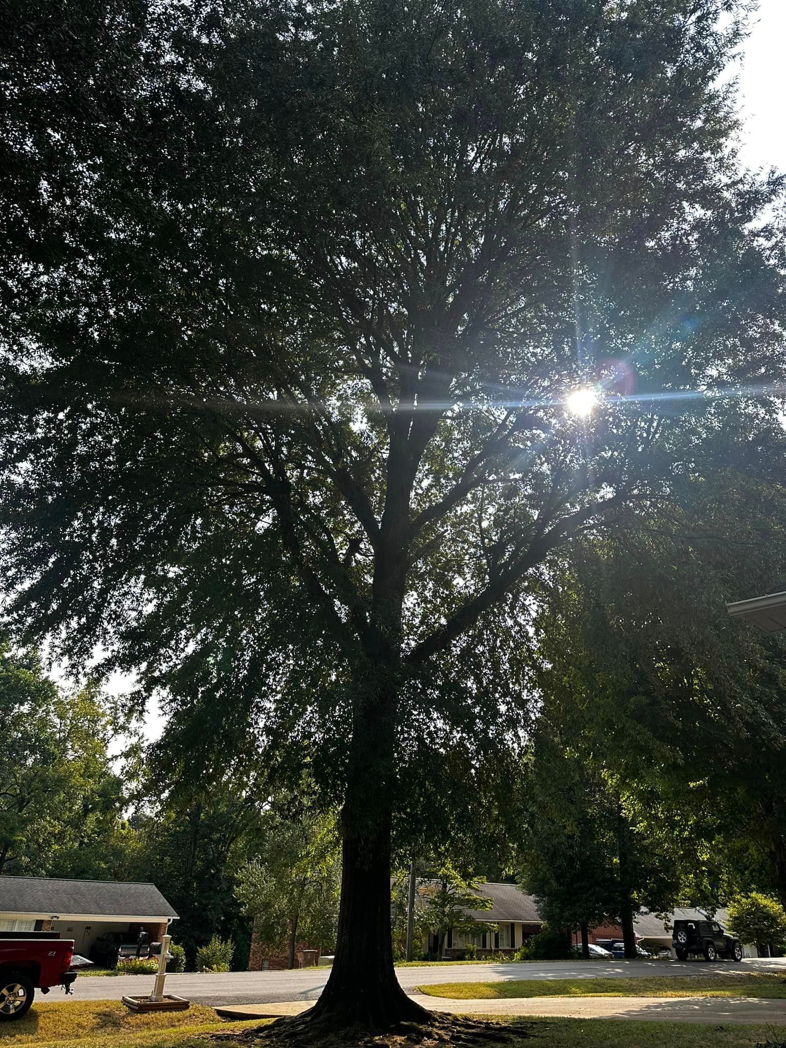 The sun is shining through the leaves of a tree