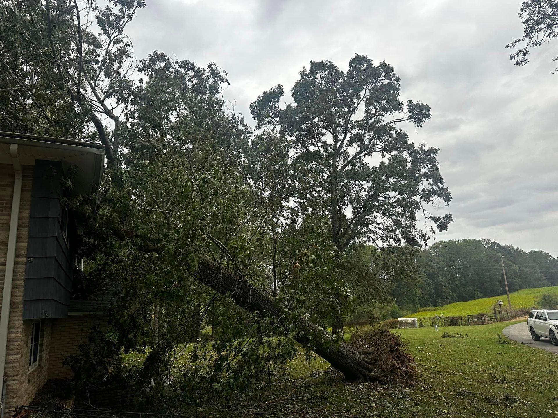 A large tree has fallen on the side of a house.