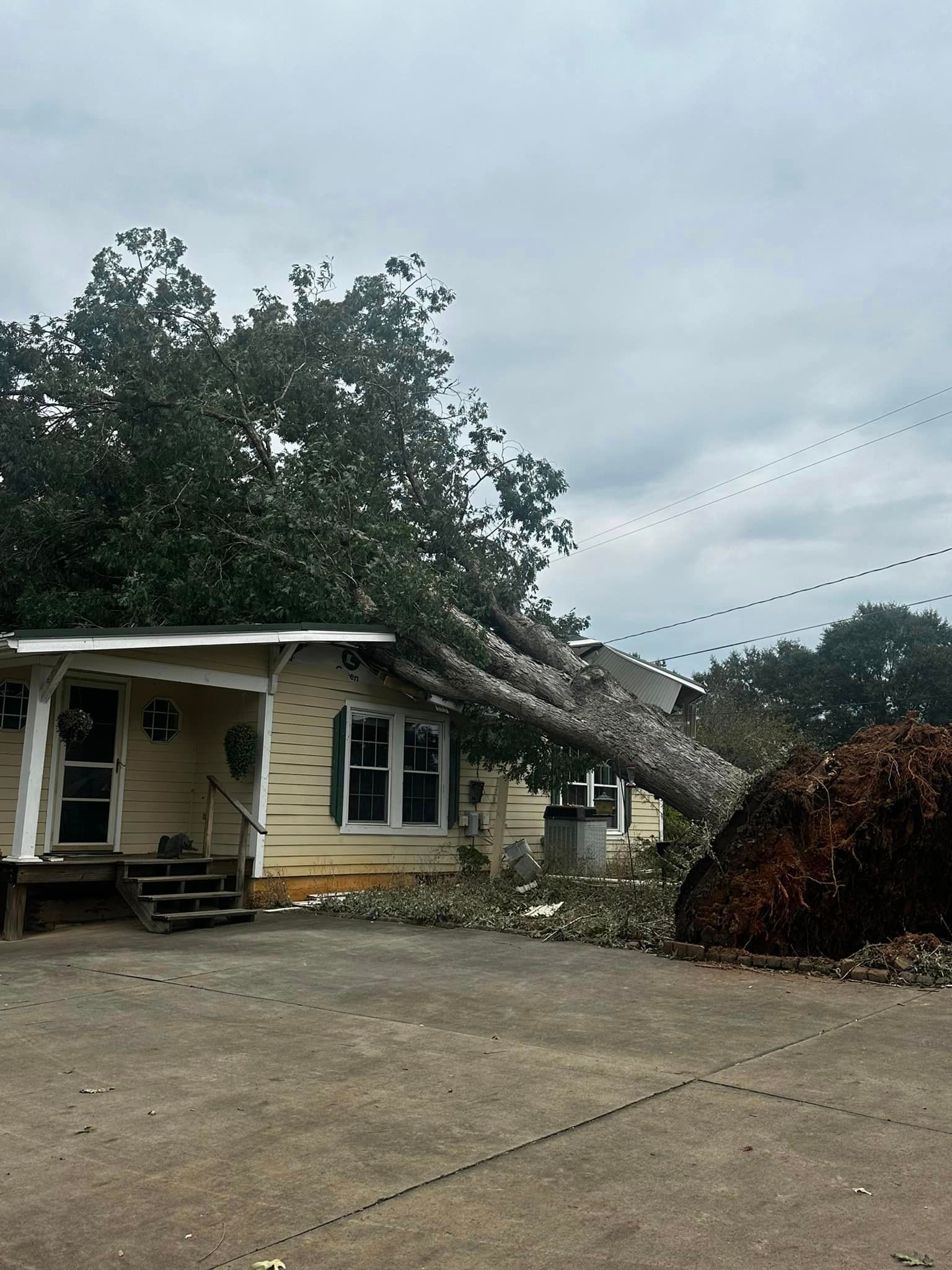 A tree has fallen on the roof of a house