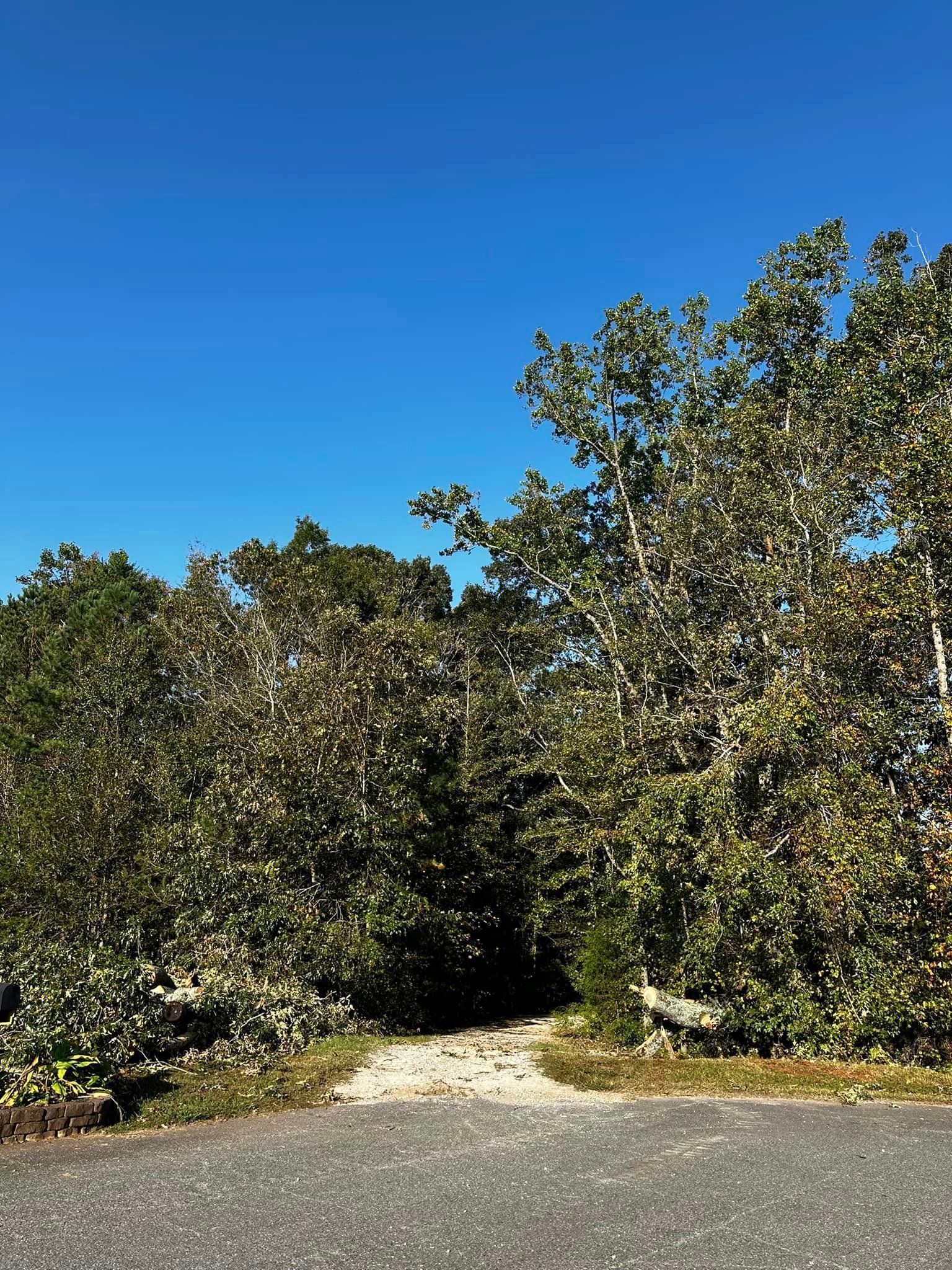 A dirt path leading to a forest with trees and a blue sky in the background.