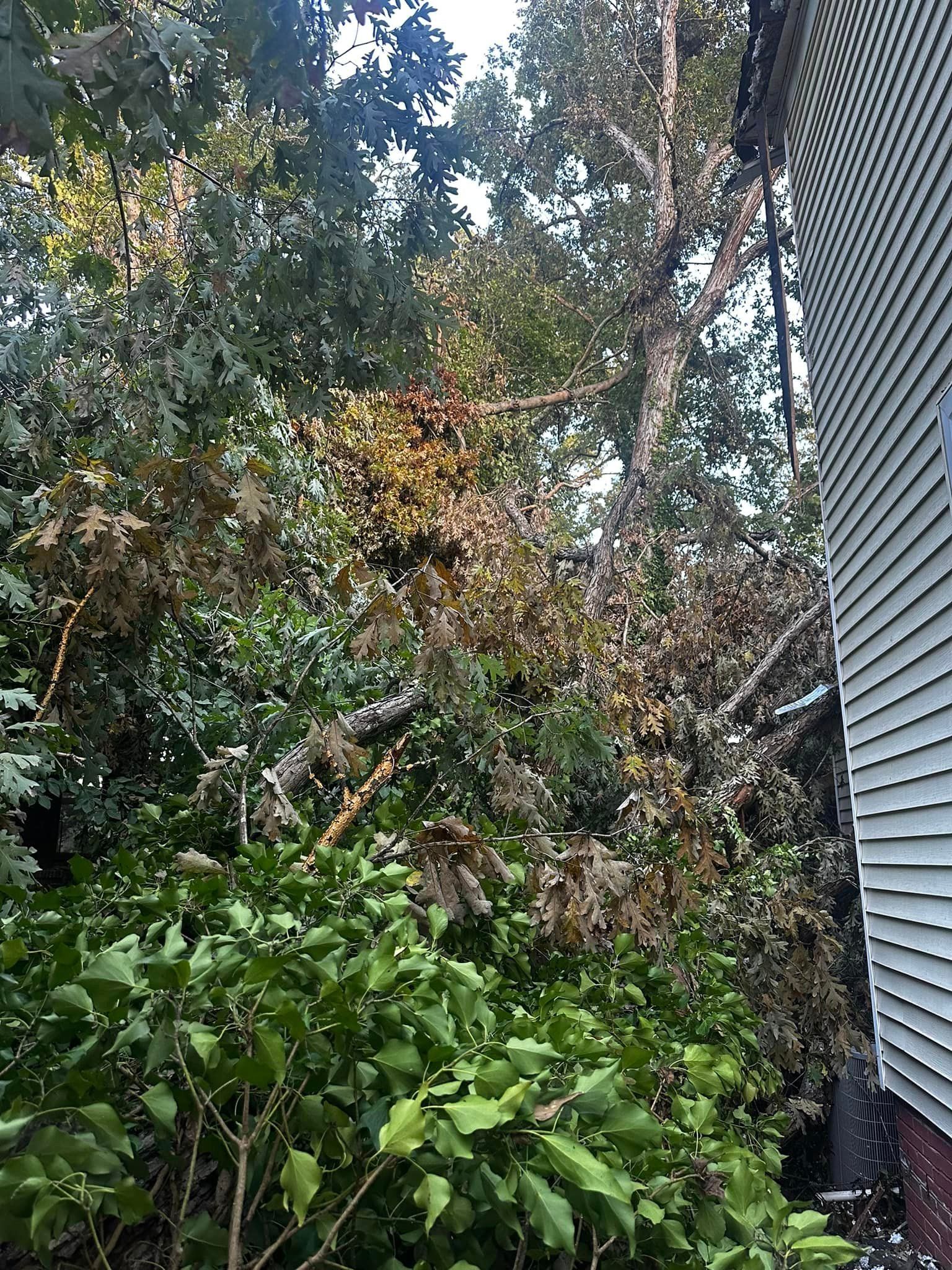 A house with a lot of trees in front of it.