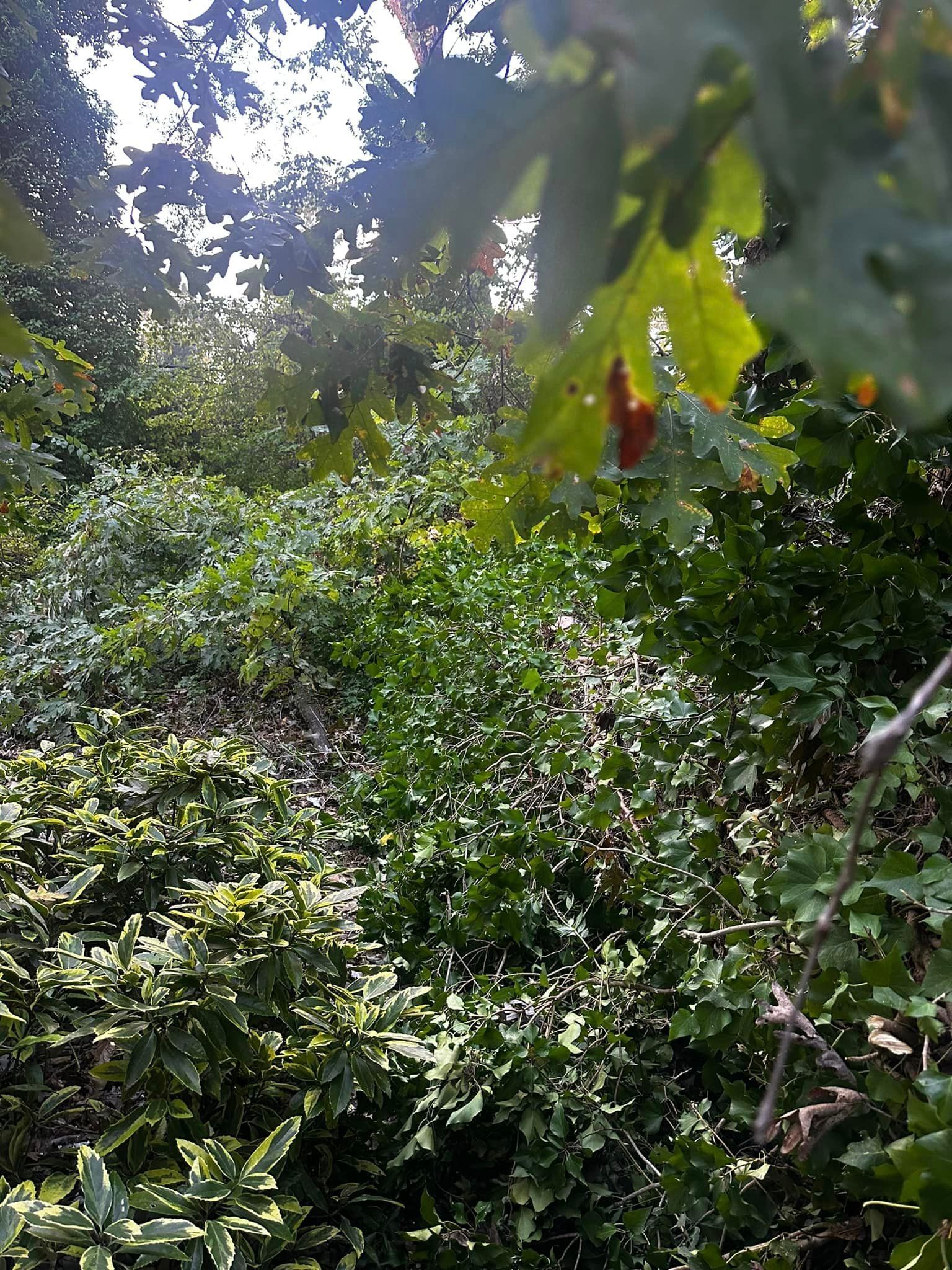 A lush green forest with lots of plants and trees