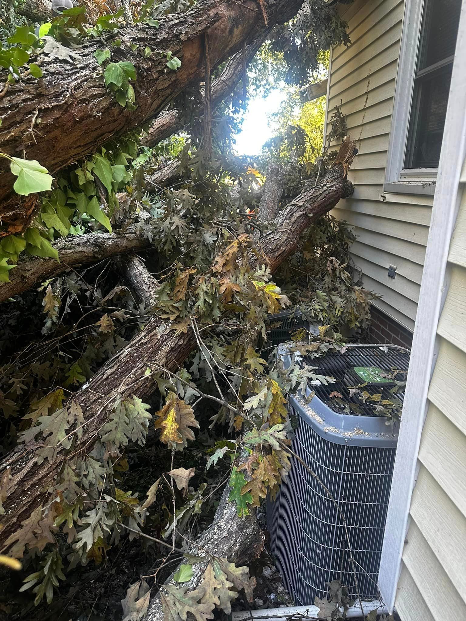 A tree has fallen on the side of a house.