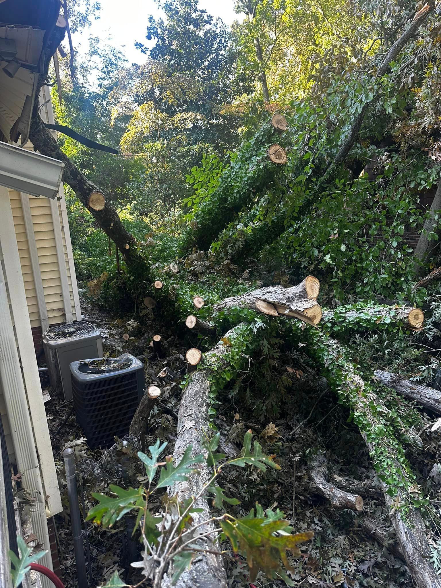 A tree has fallen on the side of a house.