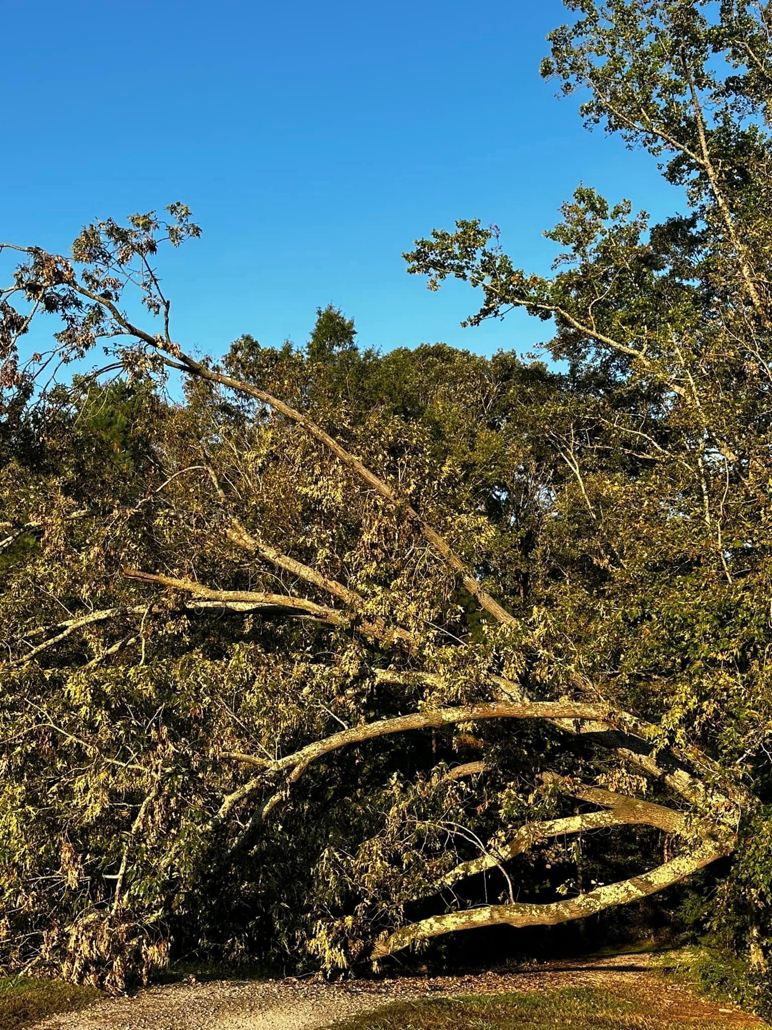 A fallen tree with a blue sky in the background