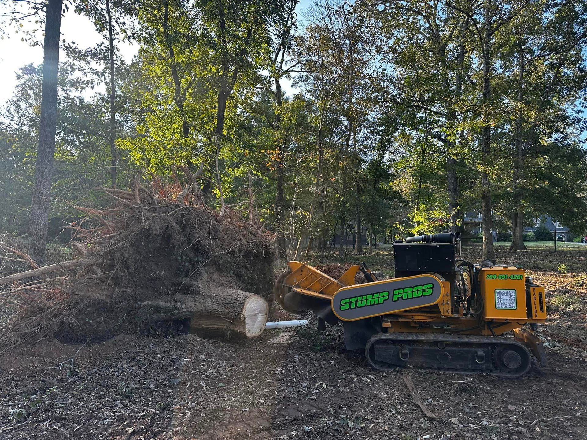 A stump grinder is cutting a tree stump in the woods.