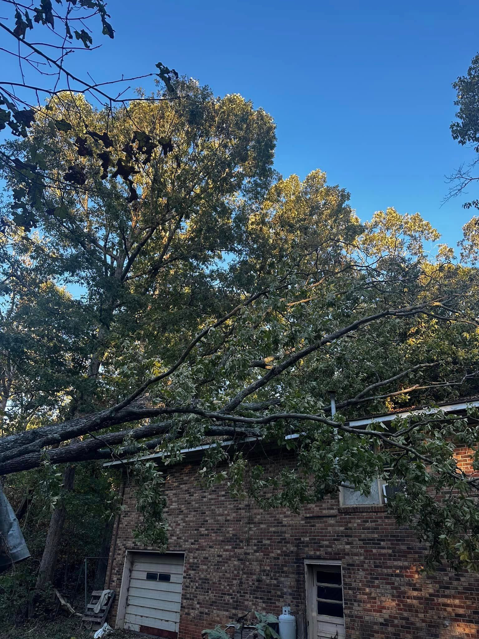 A large tree has fallen on top of a brick building.