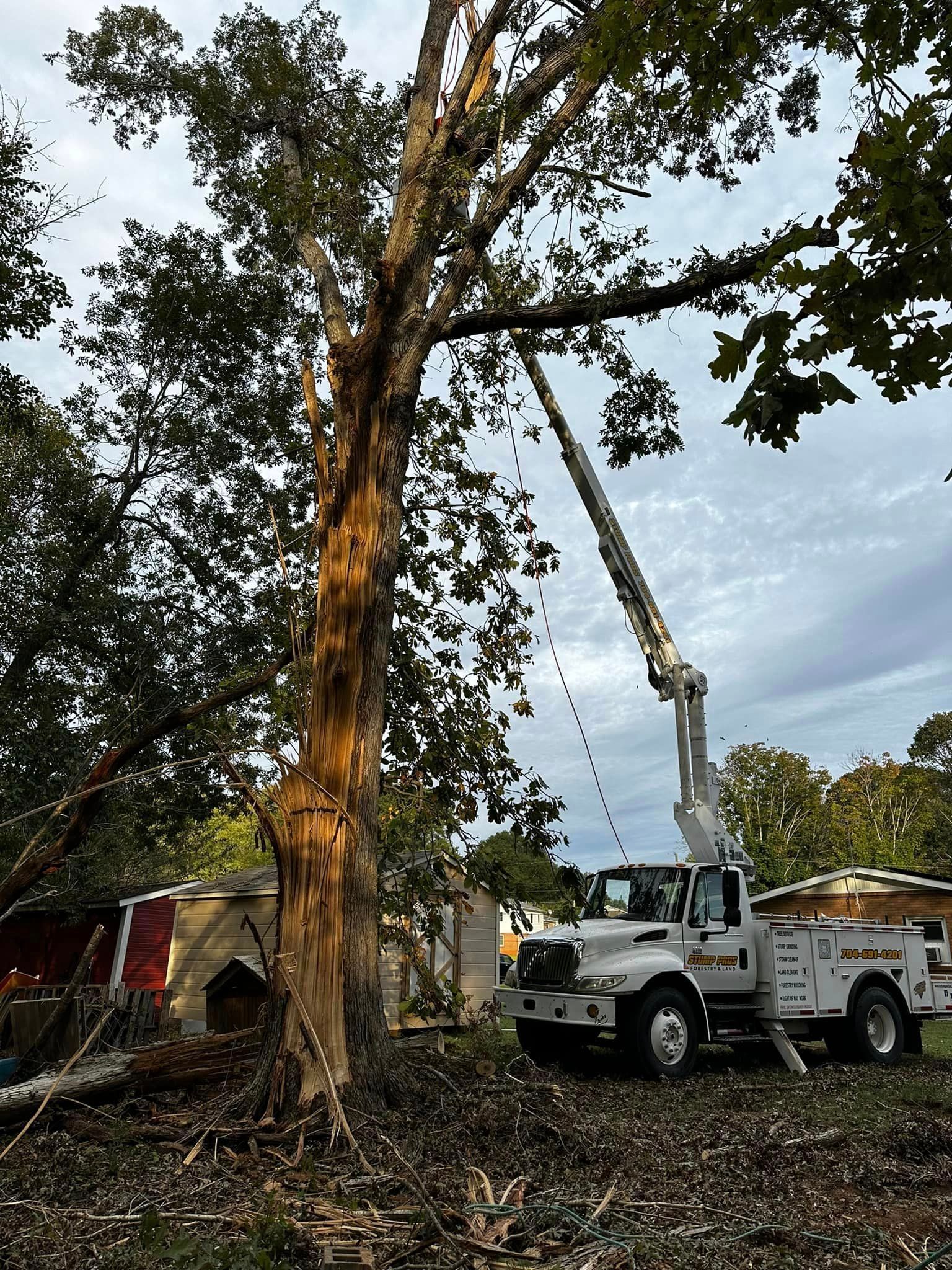 A truck with a crane attached to it is cutting down a tree.
