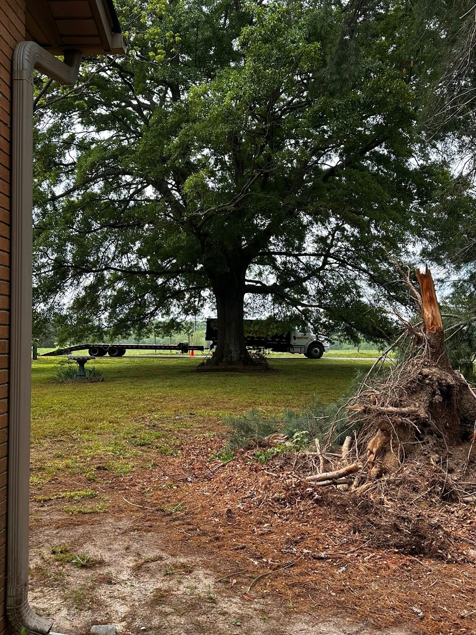A large tree is sitting in the middle of a field next to a house.