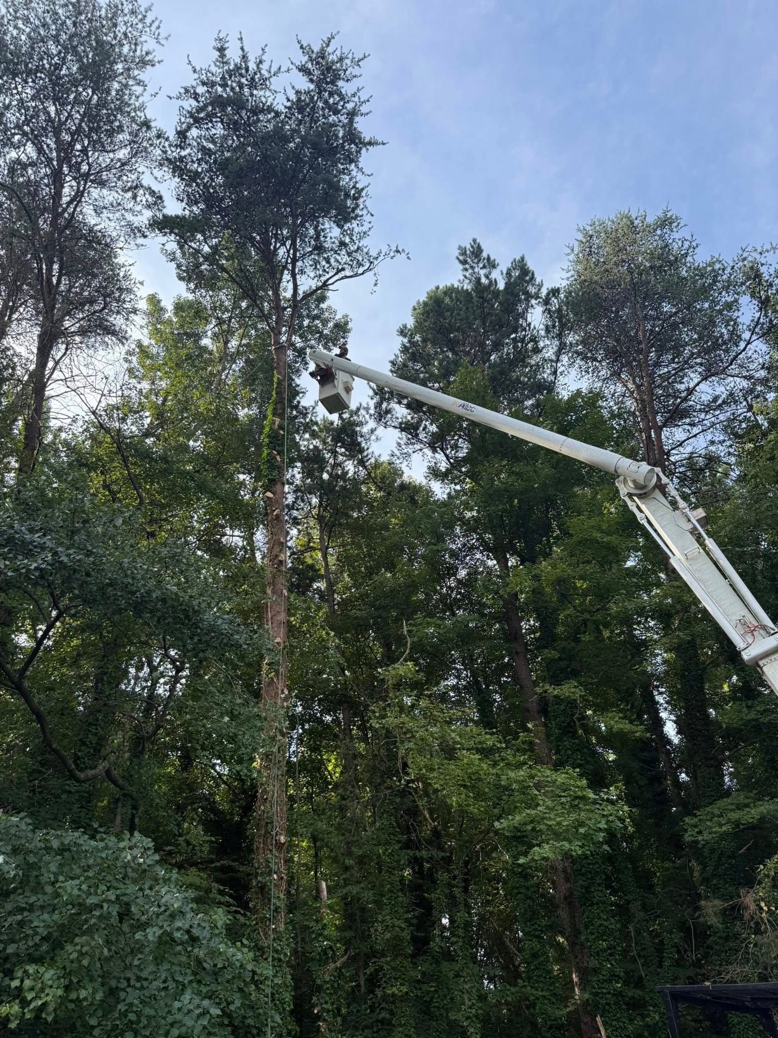 Bucket truck trimming a tall tree in a forest.