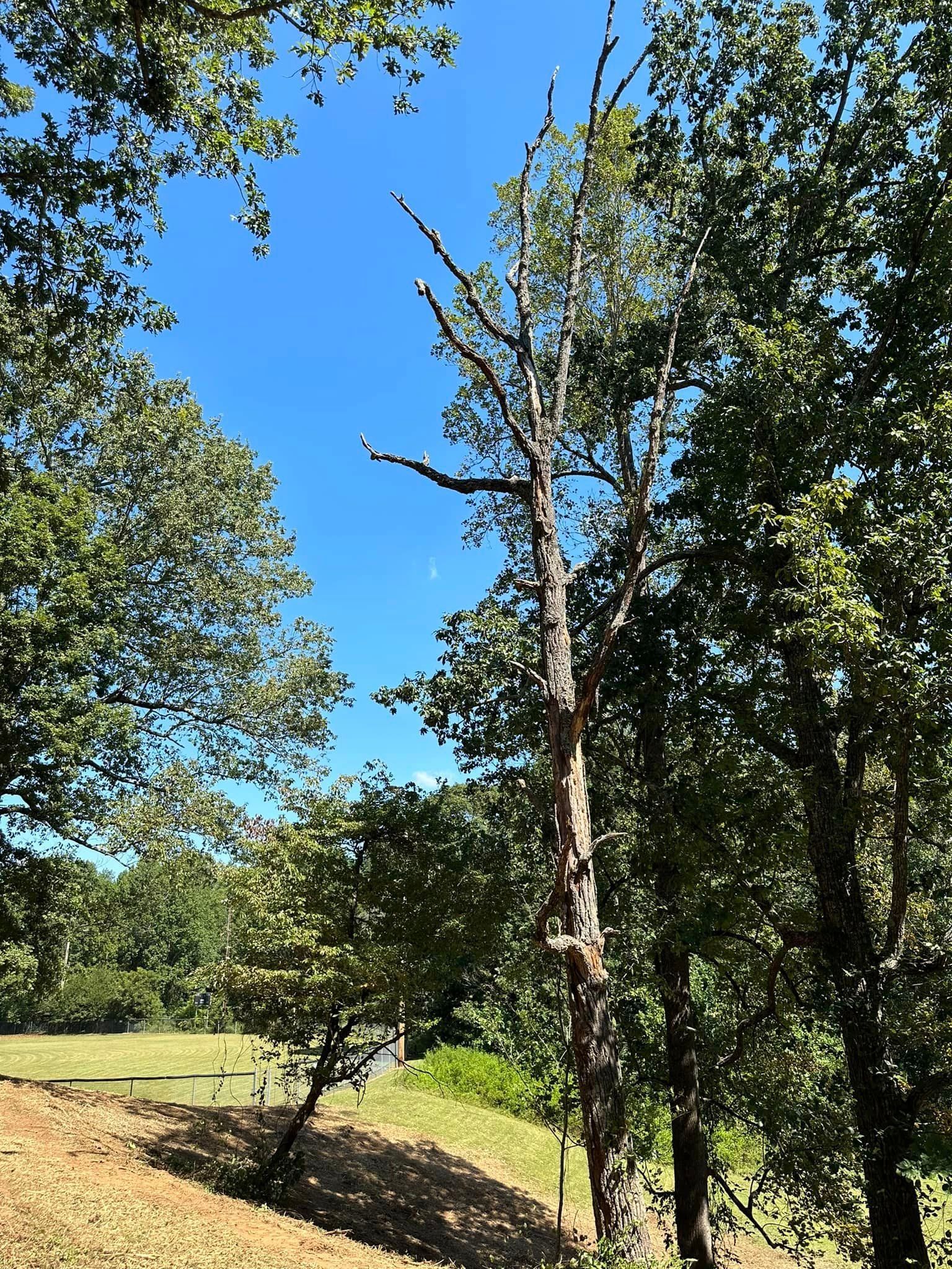 A tree with a blue sky in the background is surrounded by other trees.