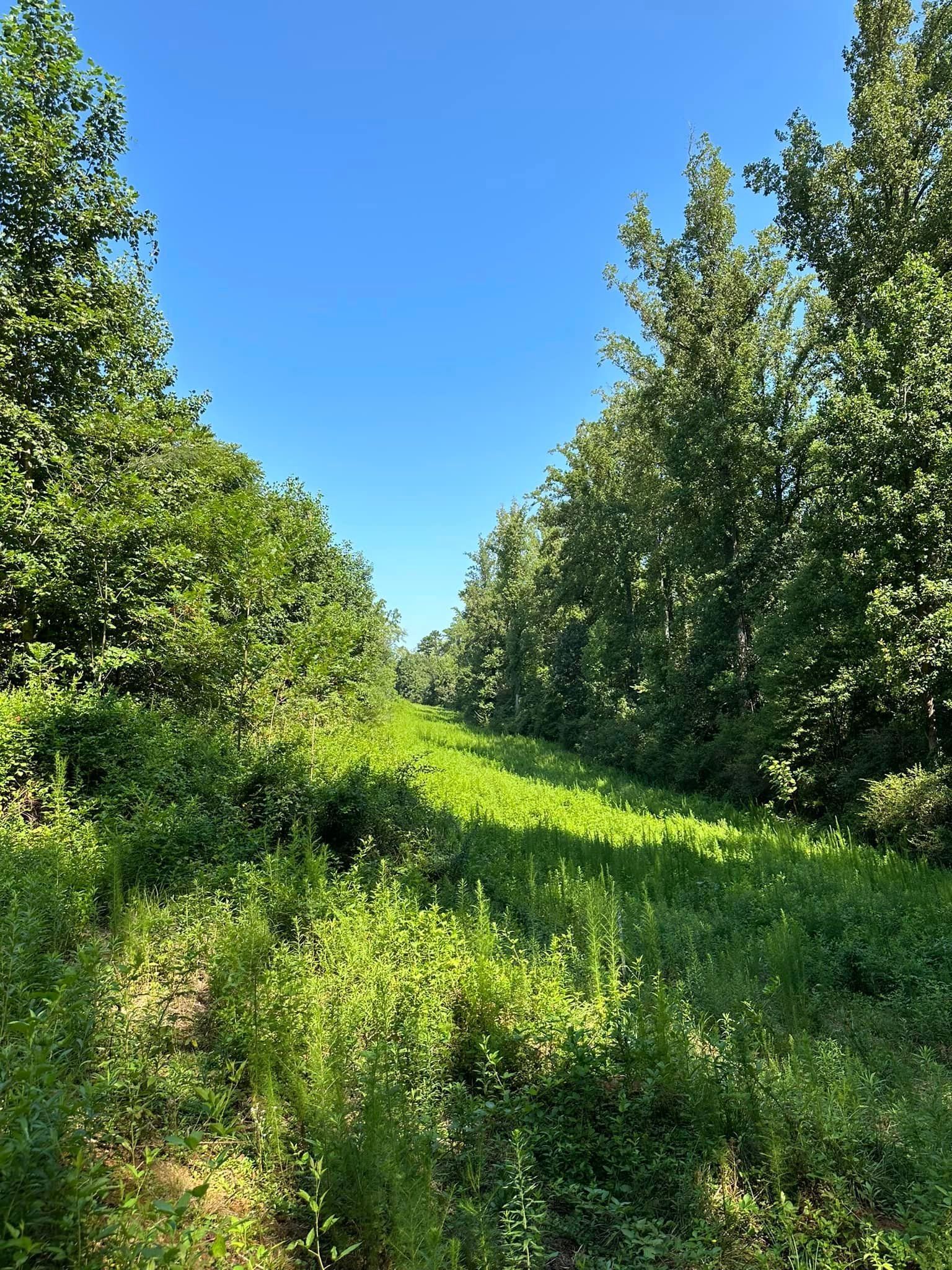 A lush green field surrounded by trees on a sunny day.